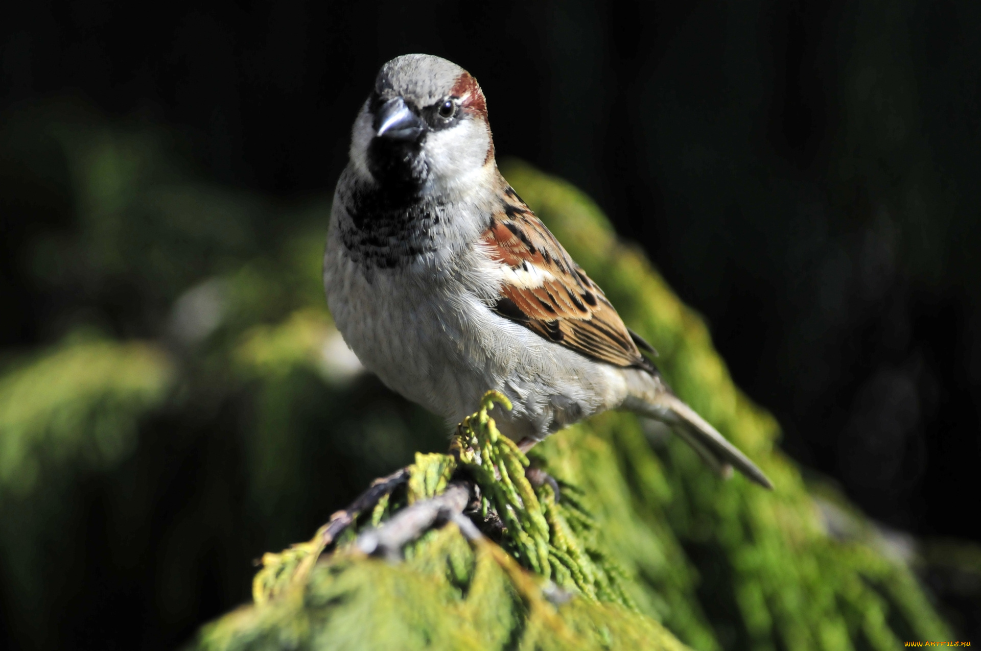 животные, воробьи, птица, камень, воробей