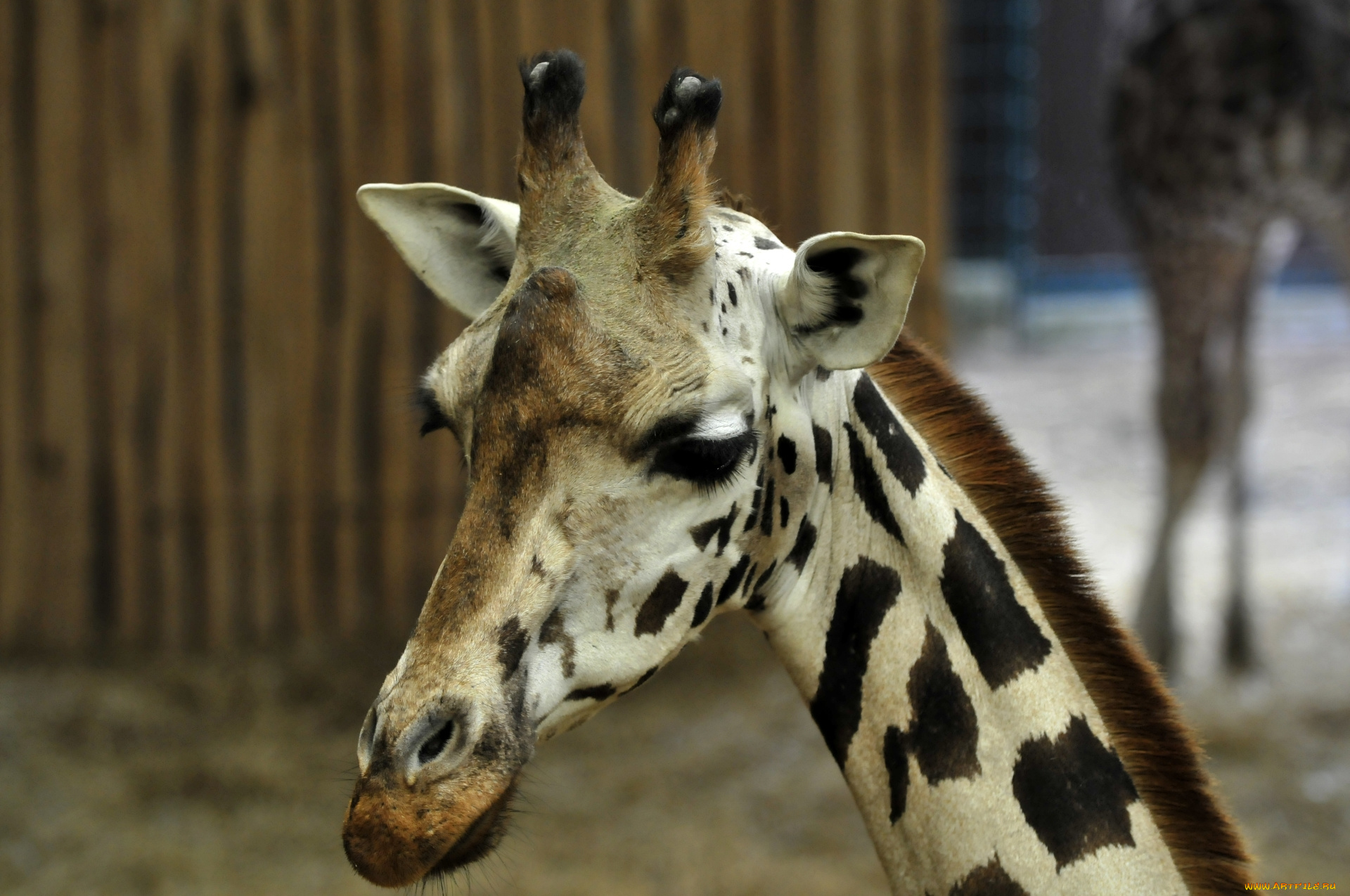 животные, жирафы, животное, жираф