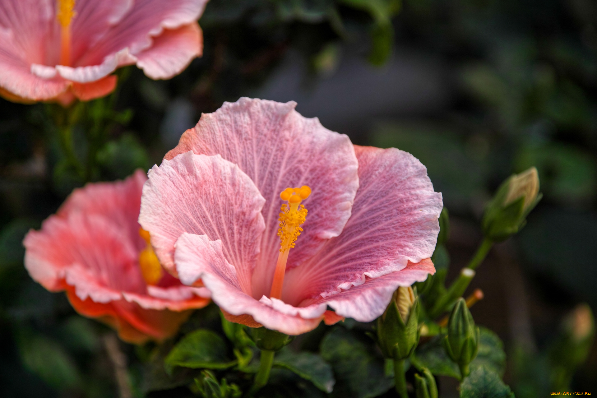 цветы, гибискусы, цветок, гибискус