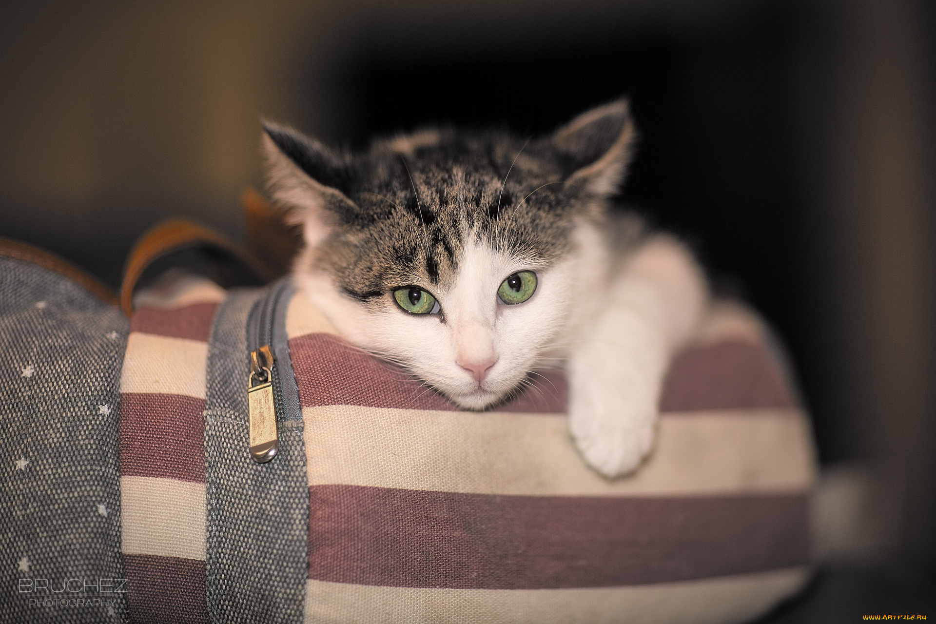 животные, коты, котенок, интерес, лапка, мордочка