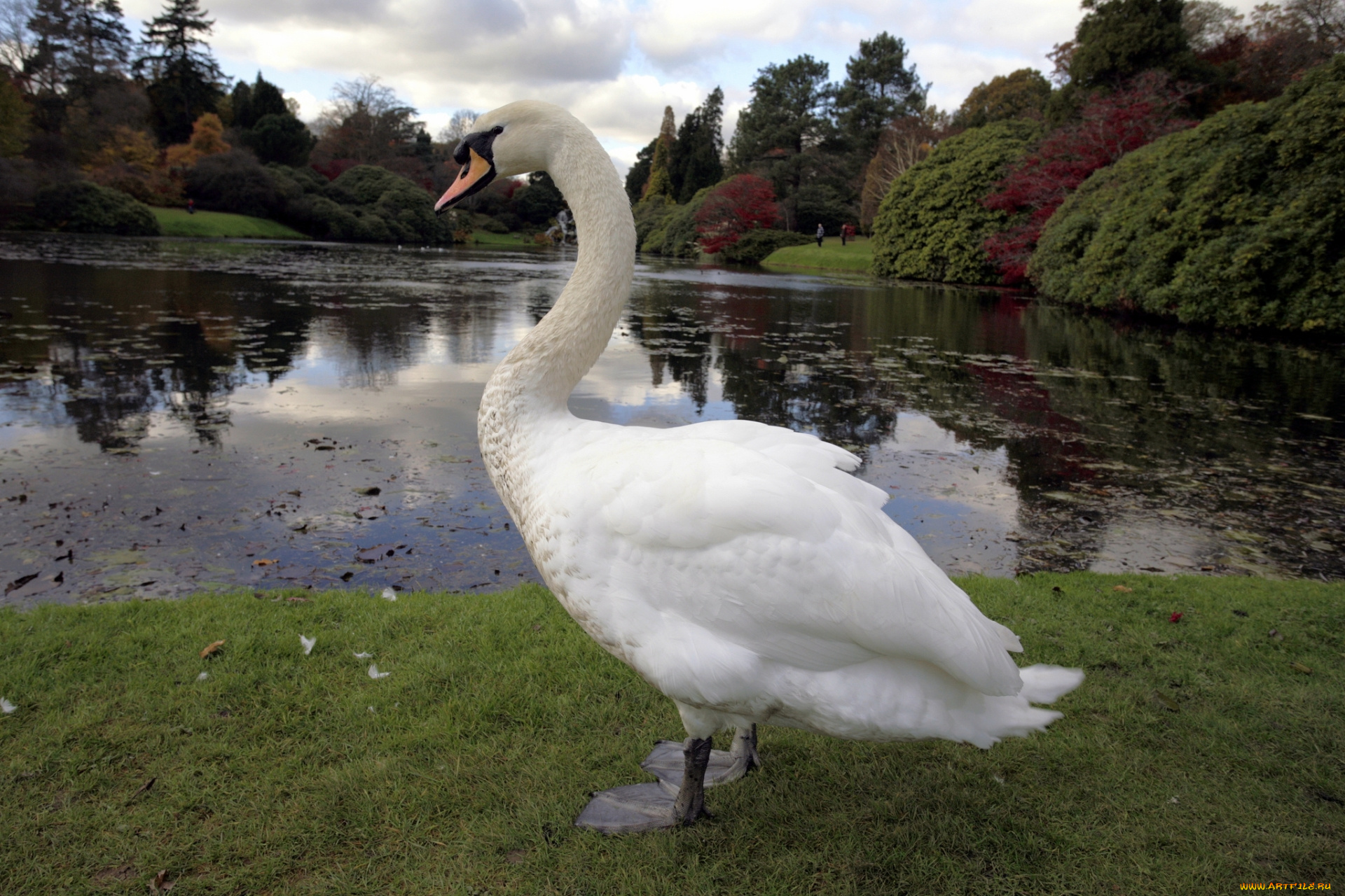 животные, лебеди, лебедь, белый, пруд