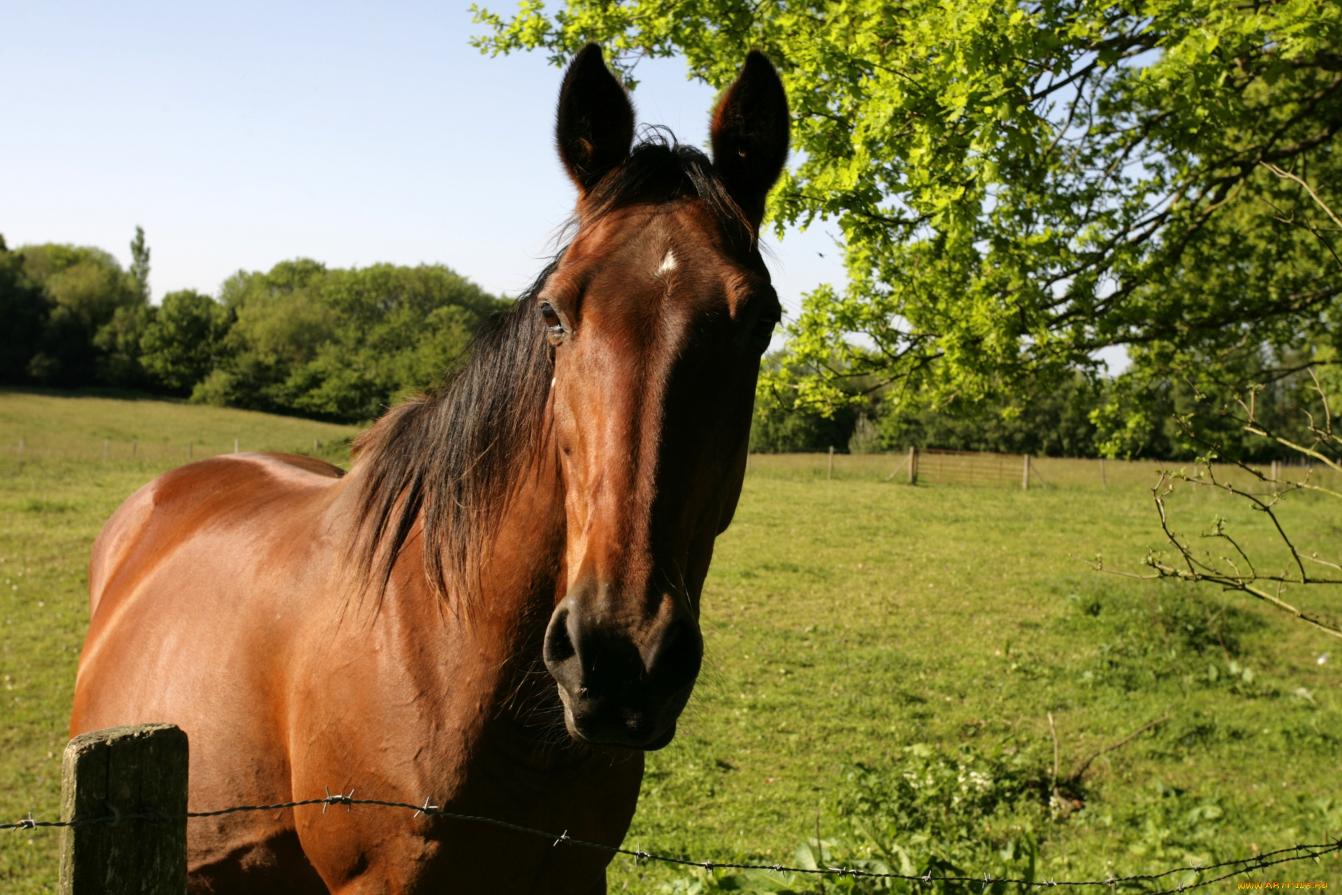 животные, лошади, лошадь, животное, поле