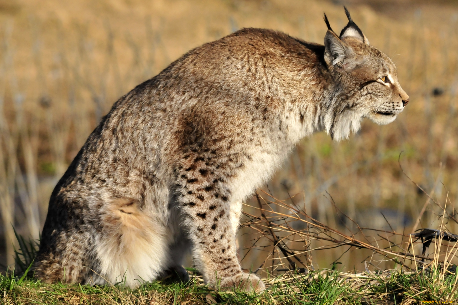 животные, рыси, рысь, животное