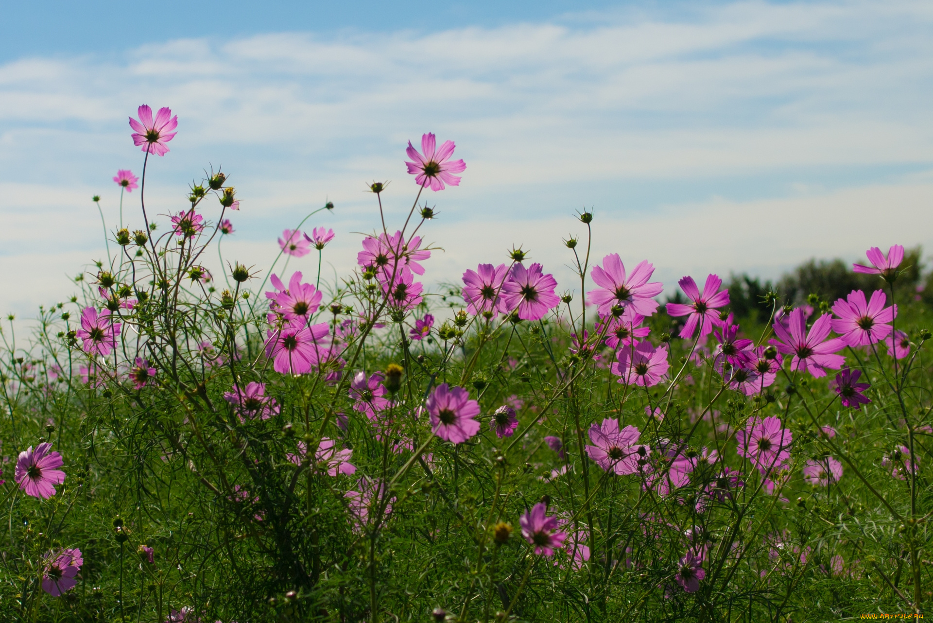 цветы, космея