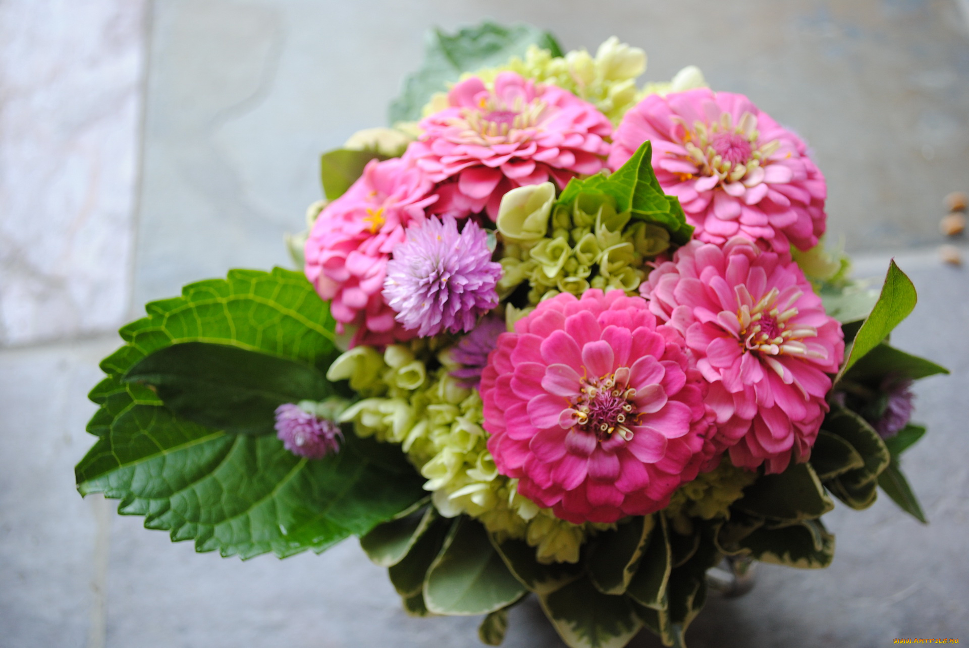 цветы, букеты, , композиции, букет, цинния