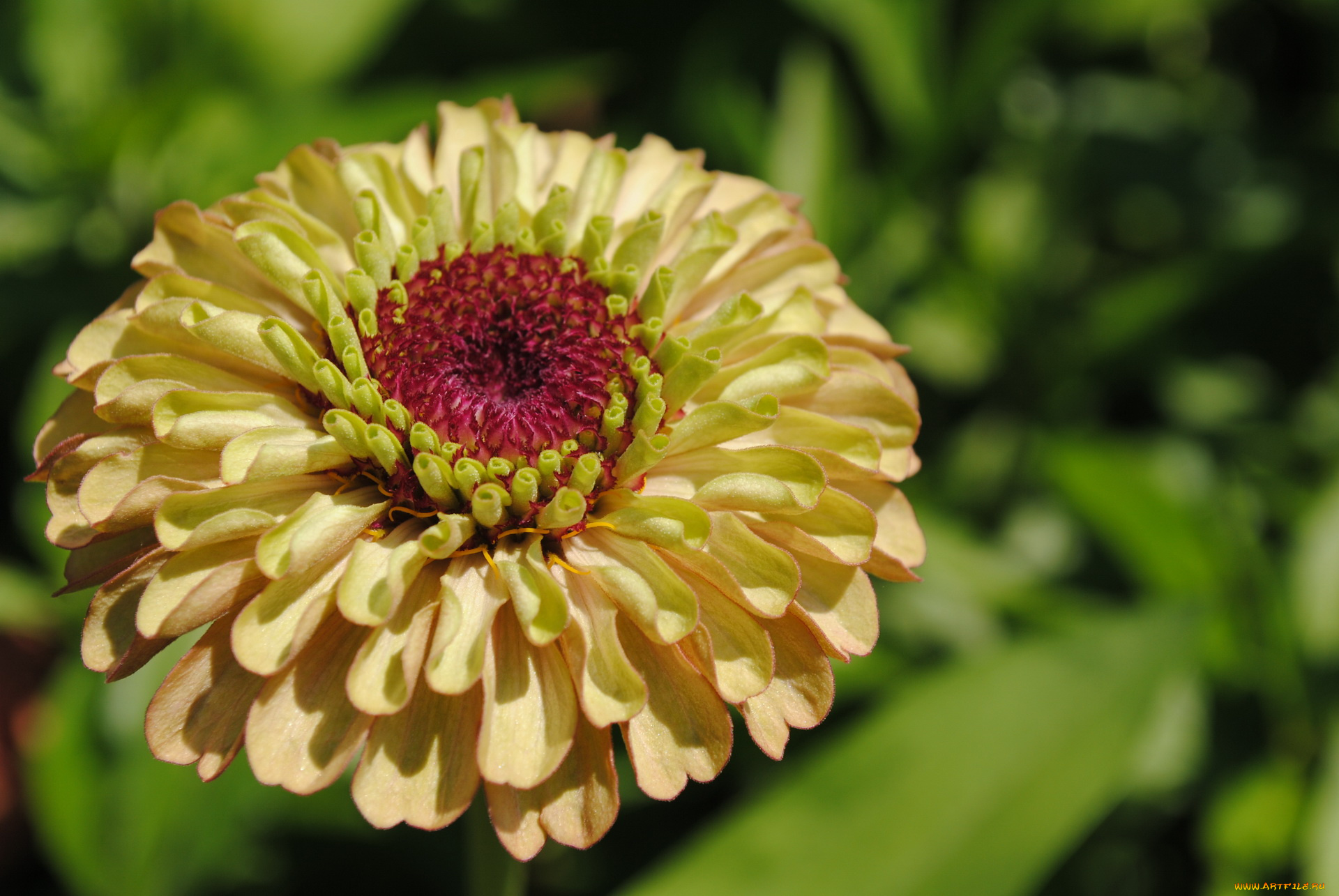 цветы, цинния, цветок