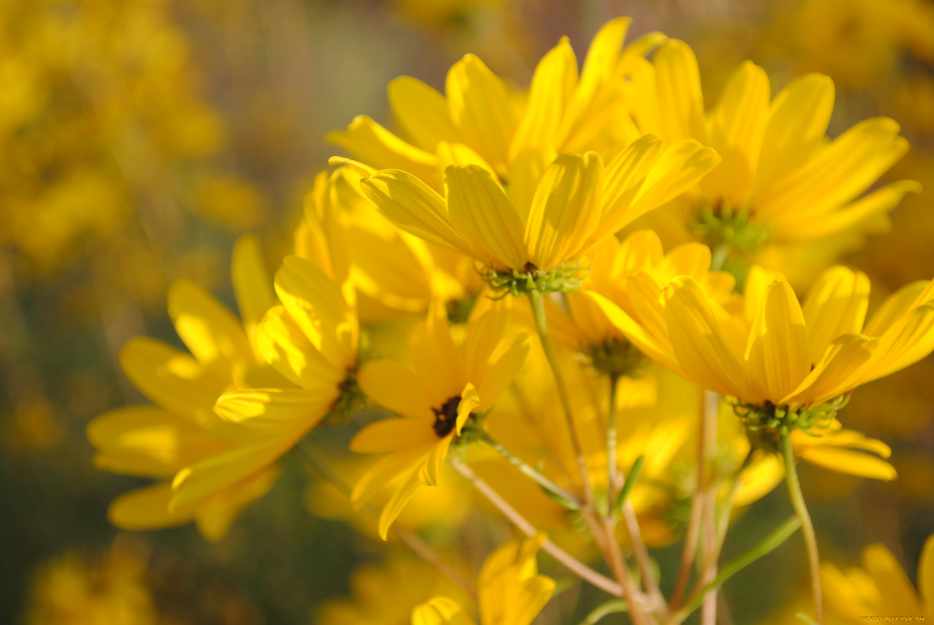 цветы, космея, жёлтая