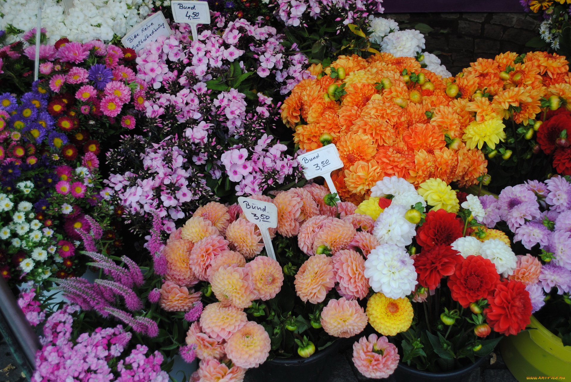 цветы, разные, вместе, разные, вместе