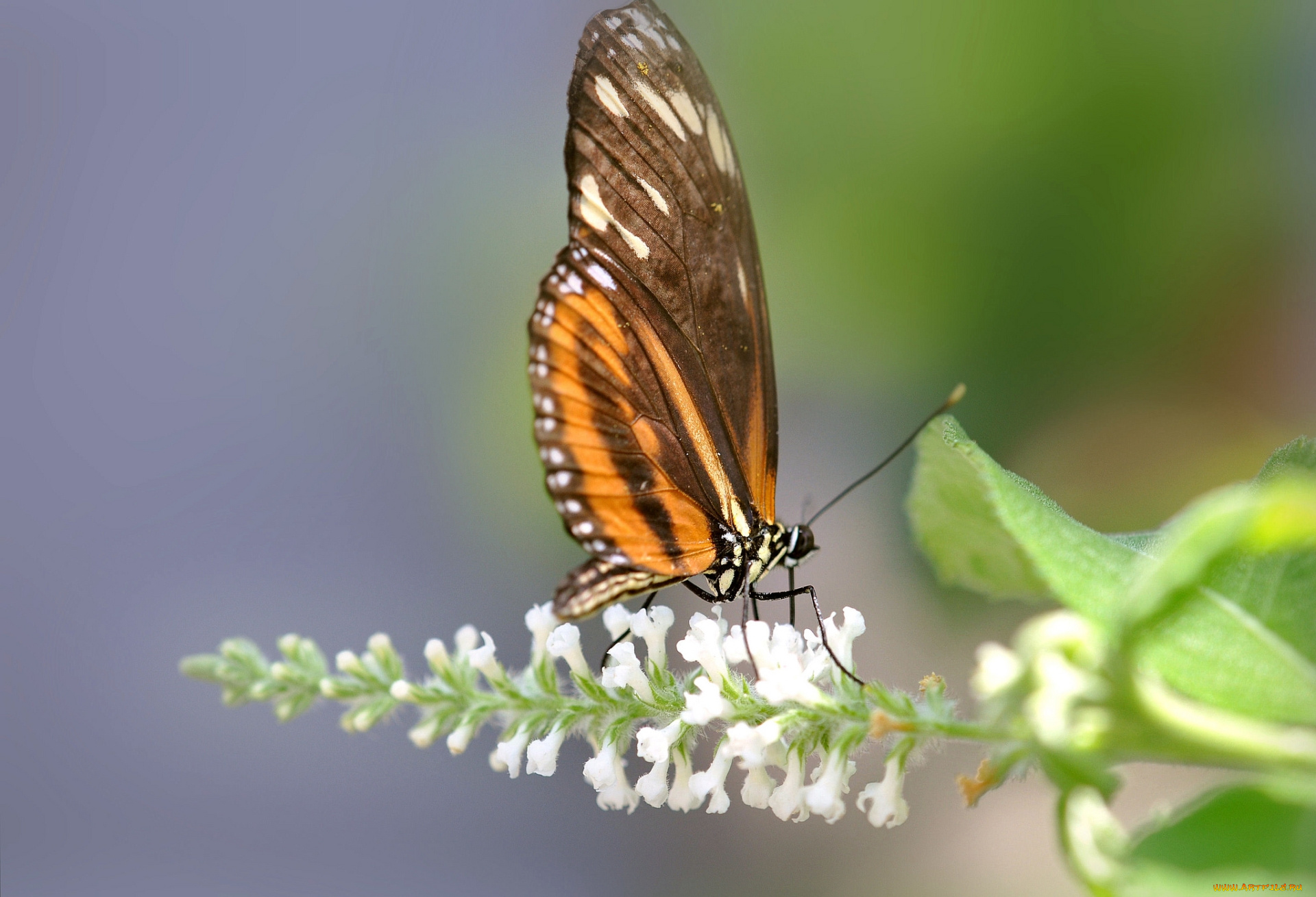 животные, бабочки, цветок, бабочка