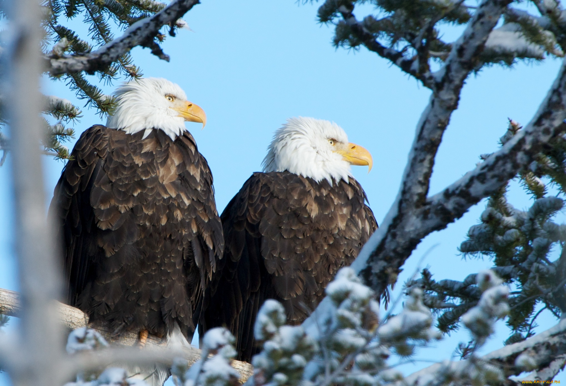 животные, птицы, -, хищники, орланы, 1920x1080