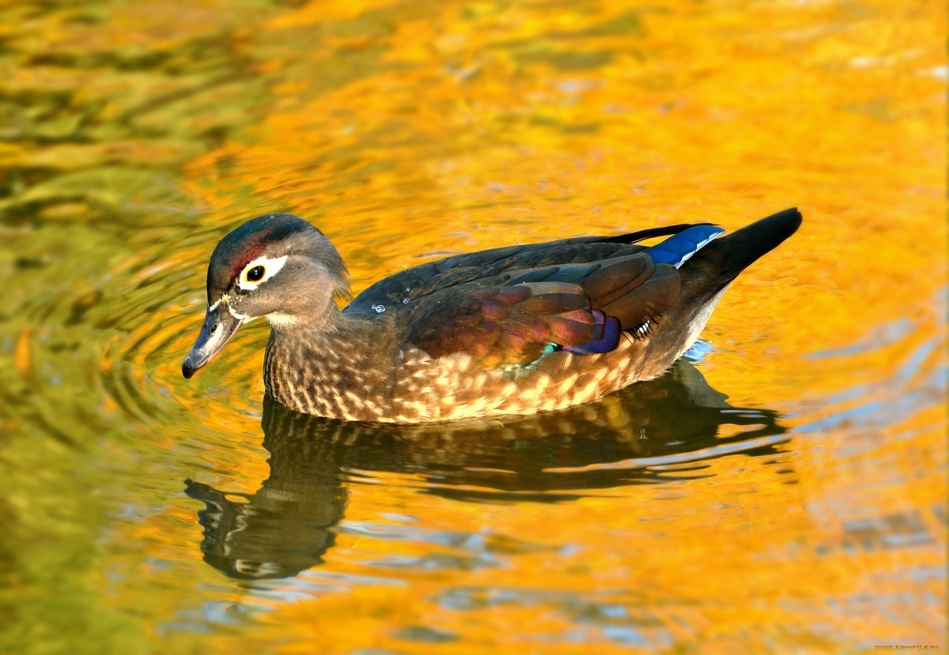 животные, утки, утка, птица, озеро