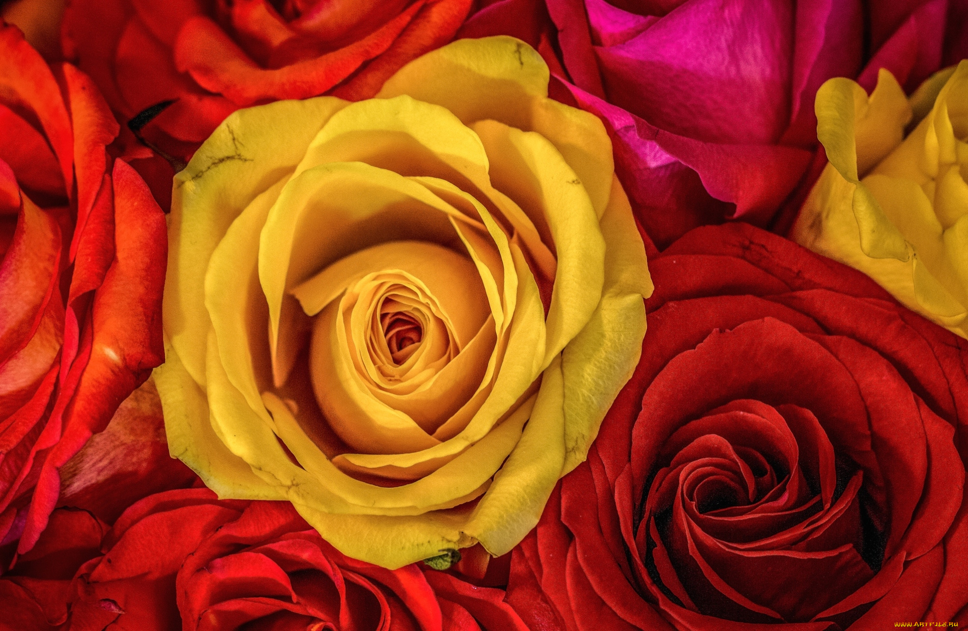 цветы, розы, лепестки