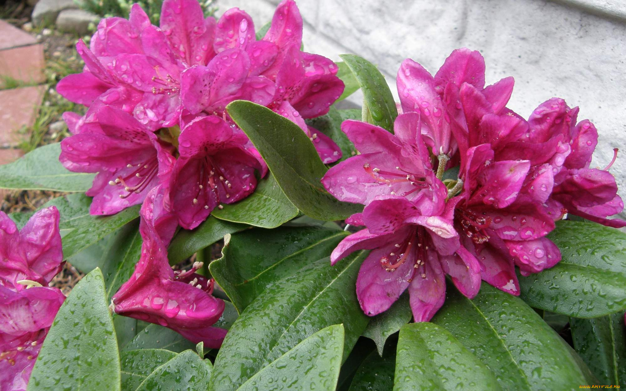 цветы, рододендроны, , азалии, бутоны