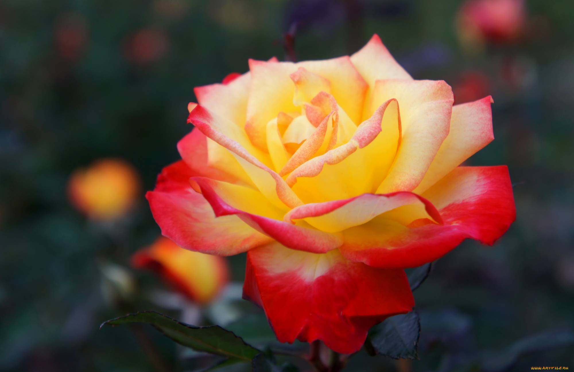 цветы, розы, пышная