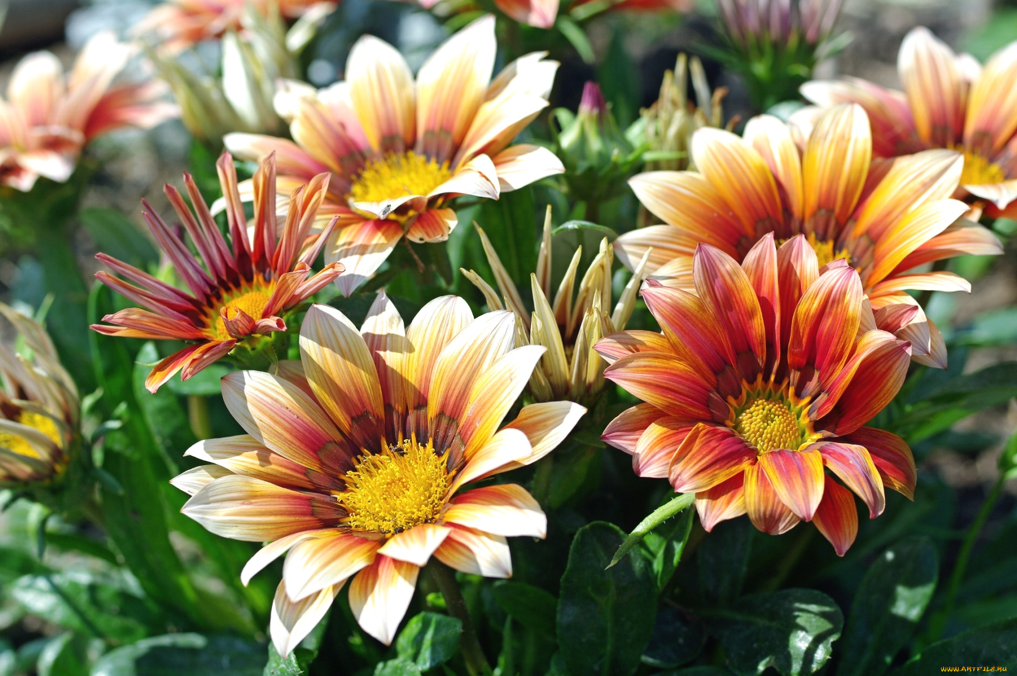 цветы, газания, оранж