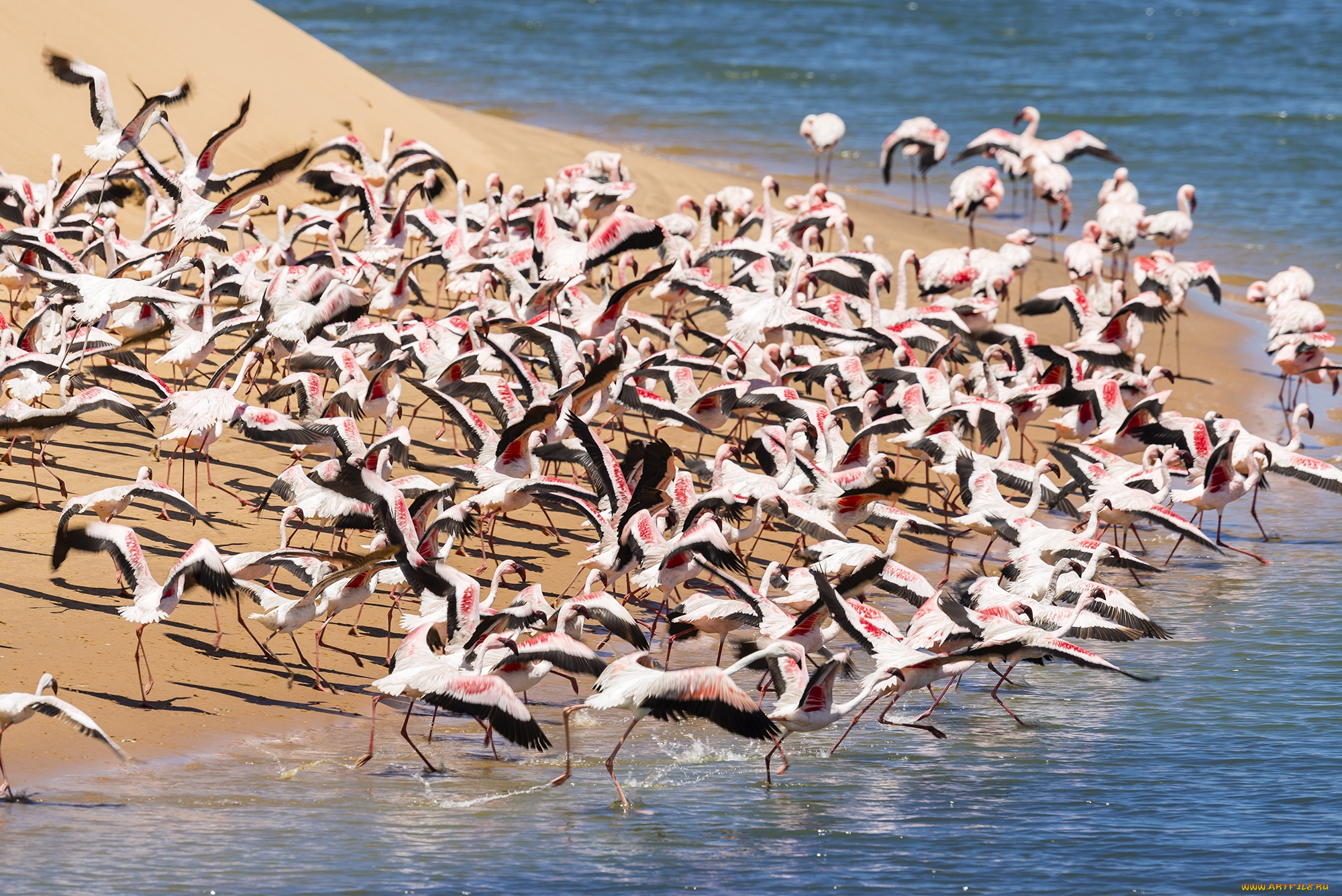 животные, фламинго, стая