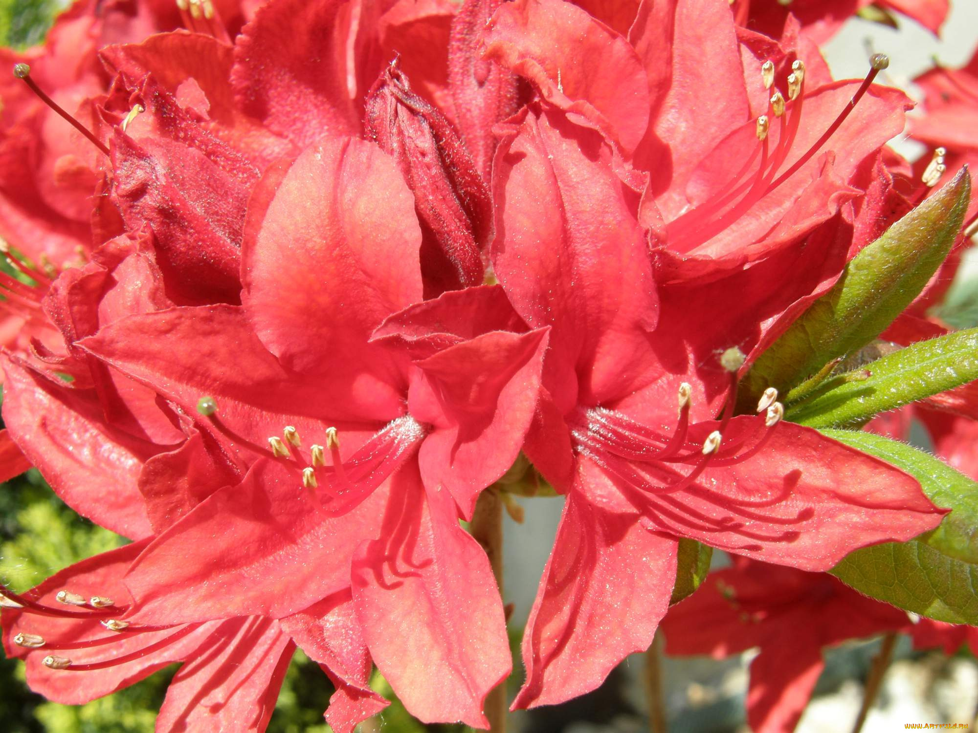 цветы, рододендроны, , азалии, бутоны