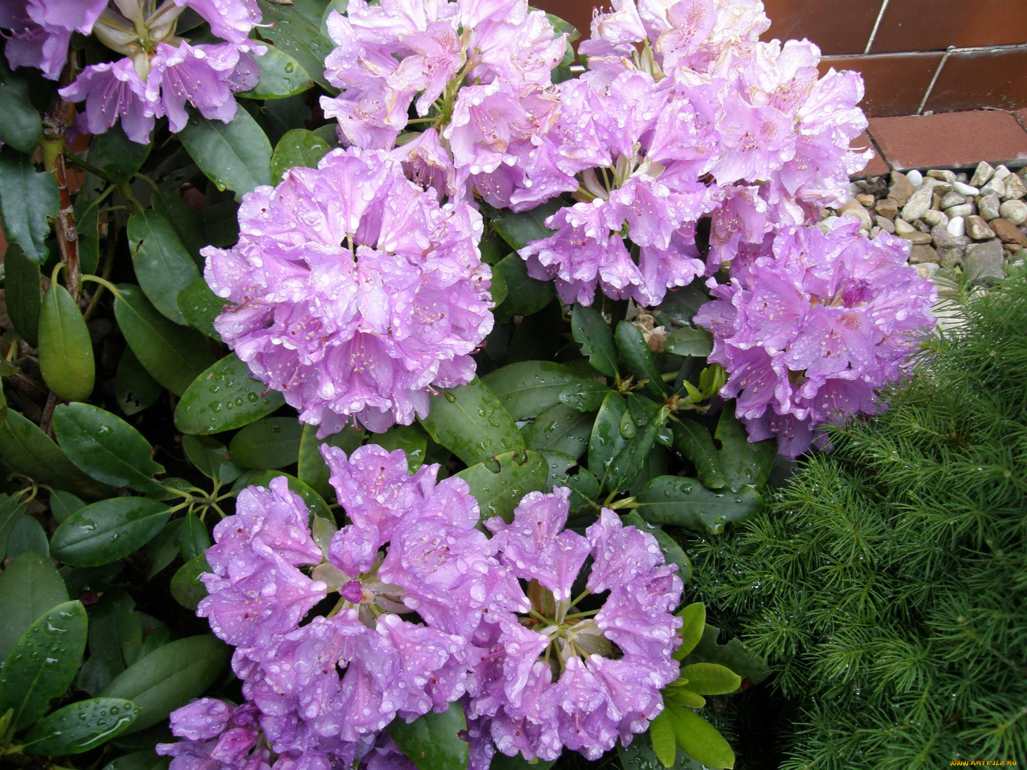 цветы, рододендроны, , азалии, бутоны