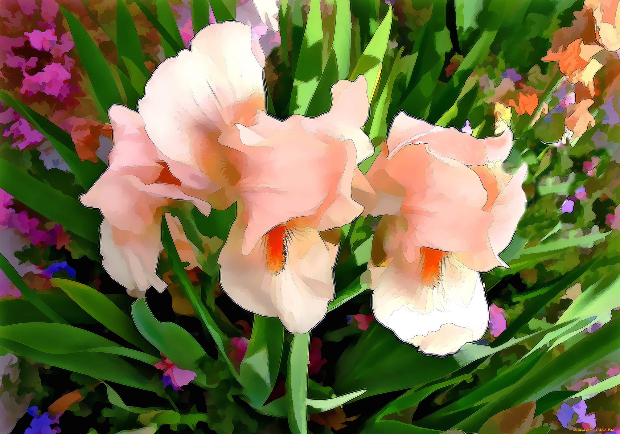 разное, компьютерный, дизайн, ирисы, цветы