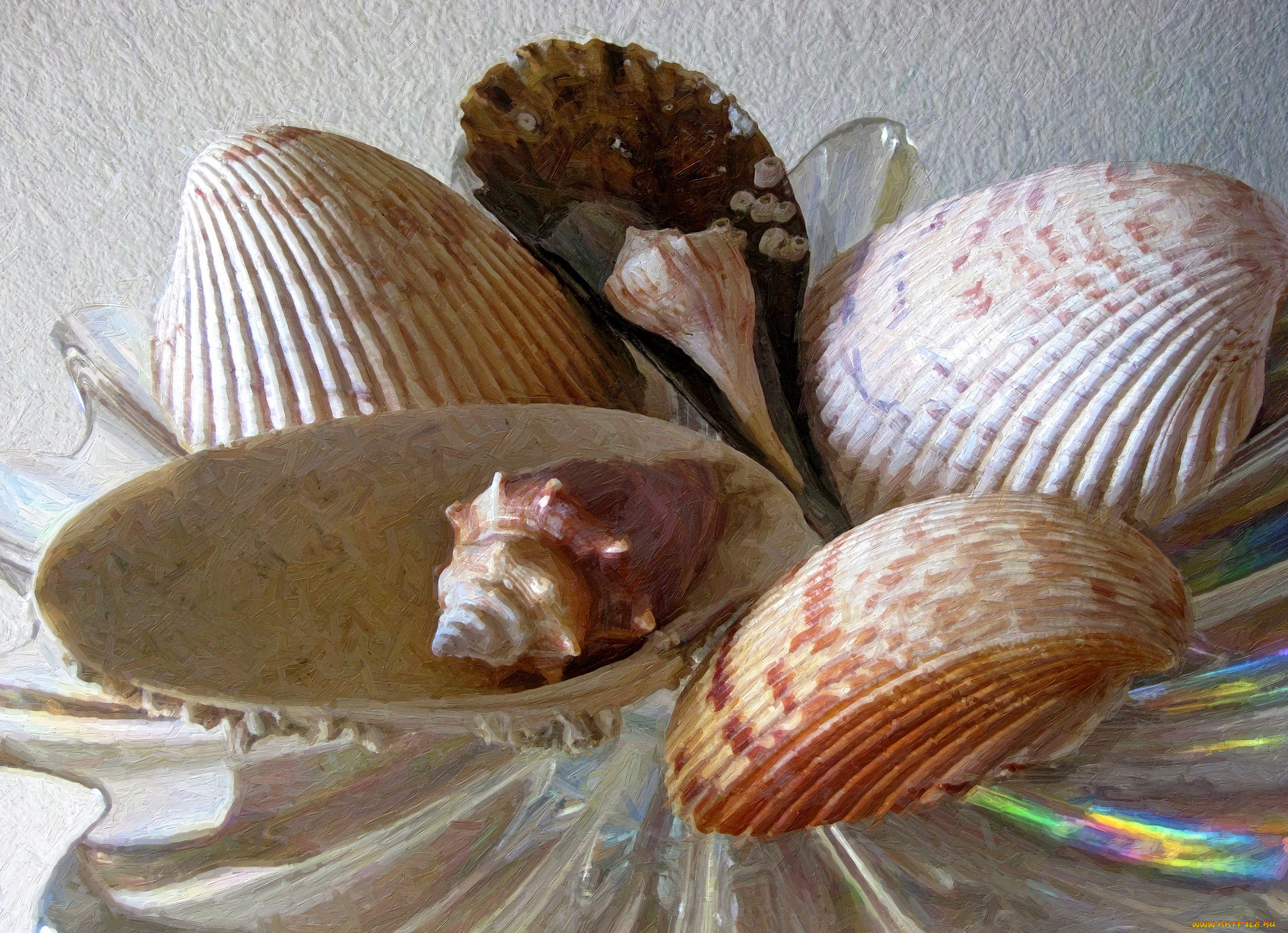 рисованные, -, другое, морские, ракушки