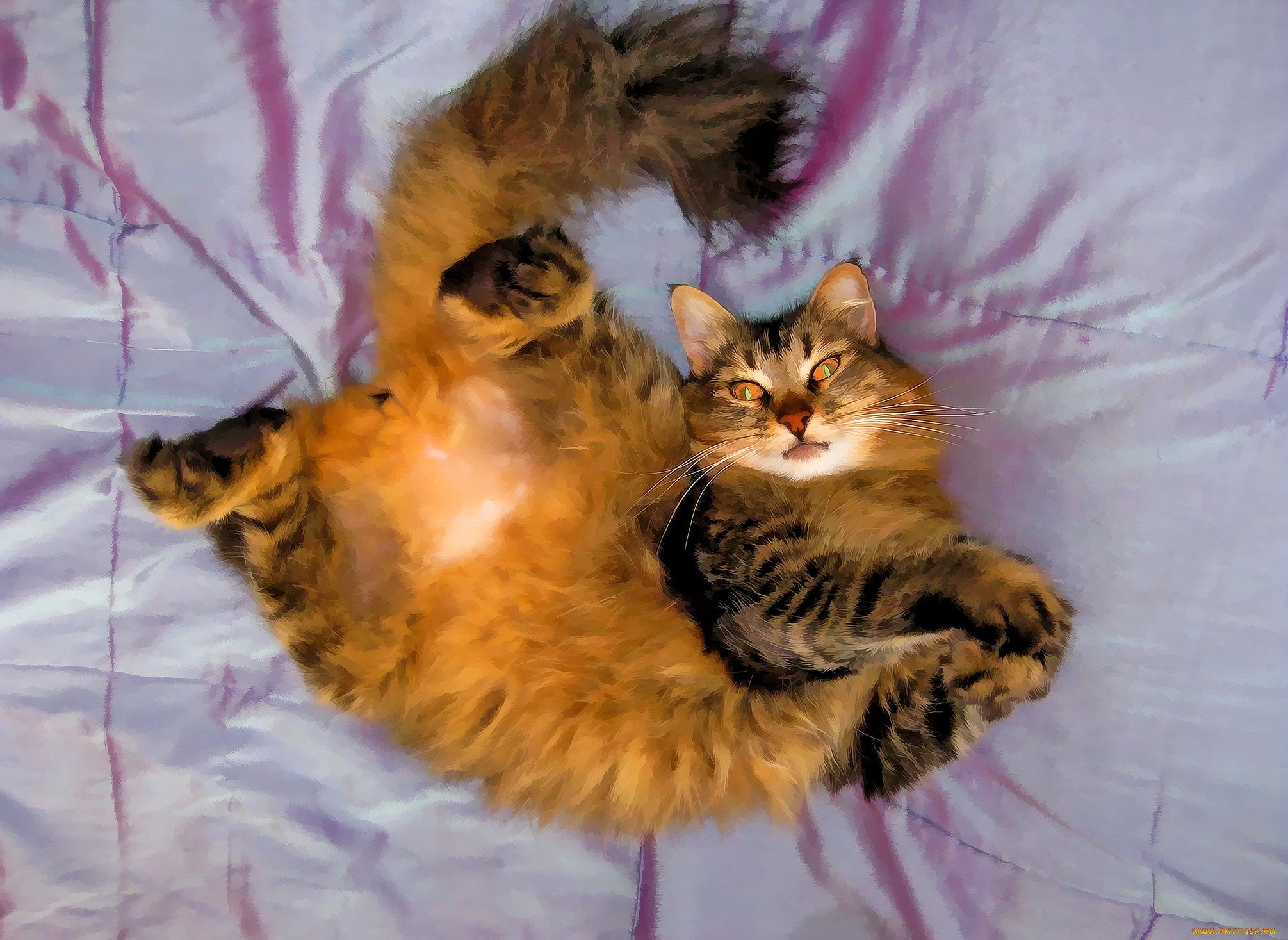 разное, компьютерный, дизайн, кот, фон