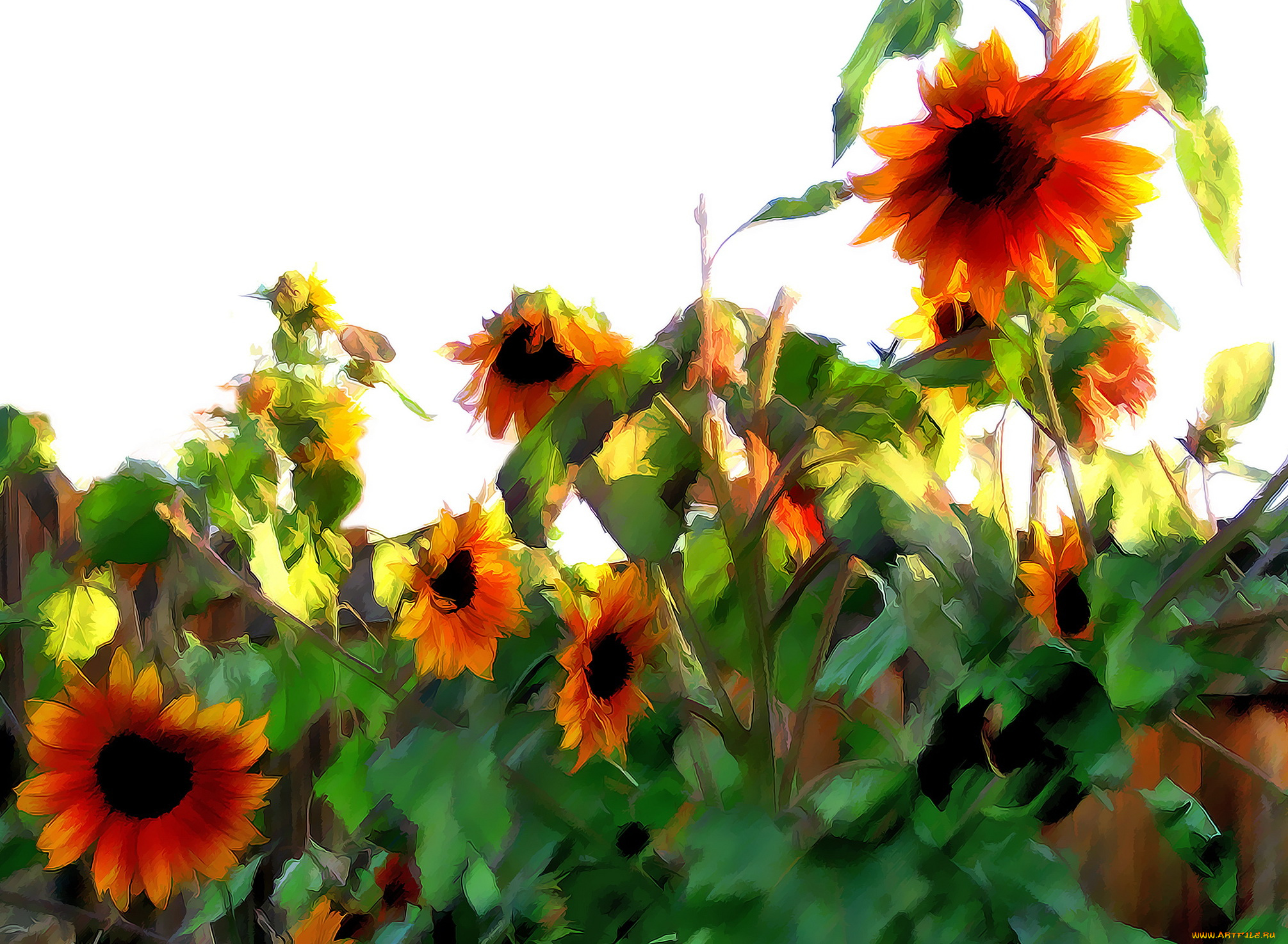 рисованные, цветы, желтые