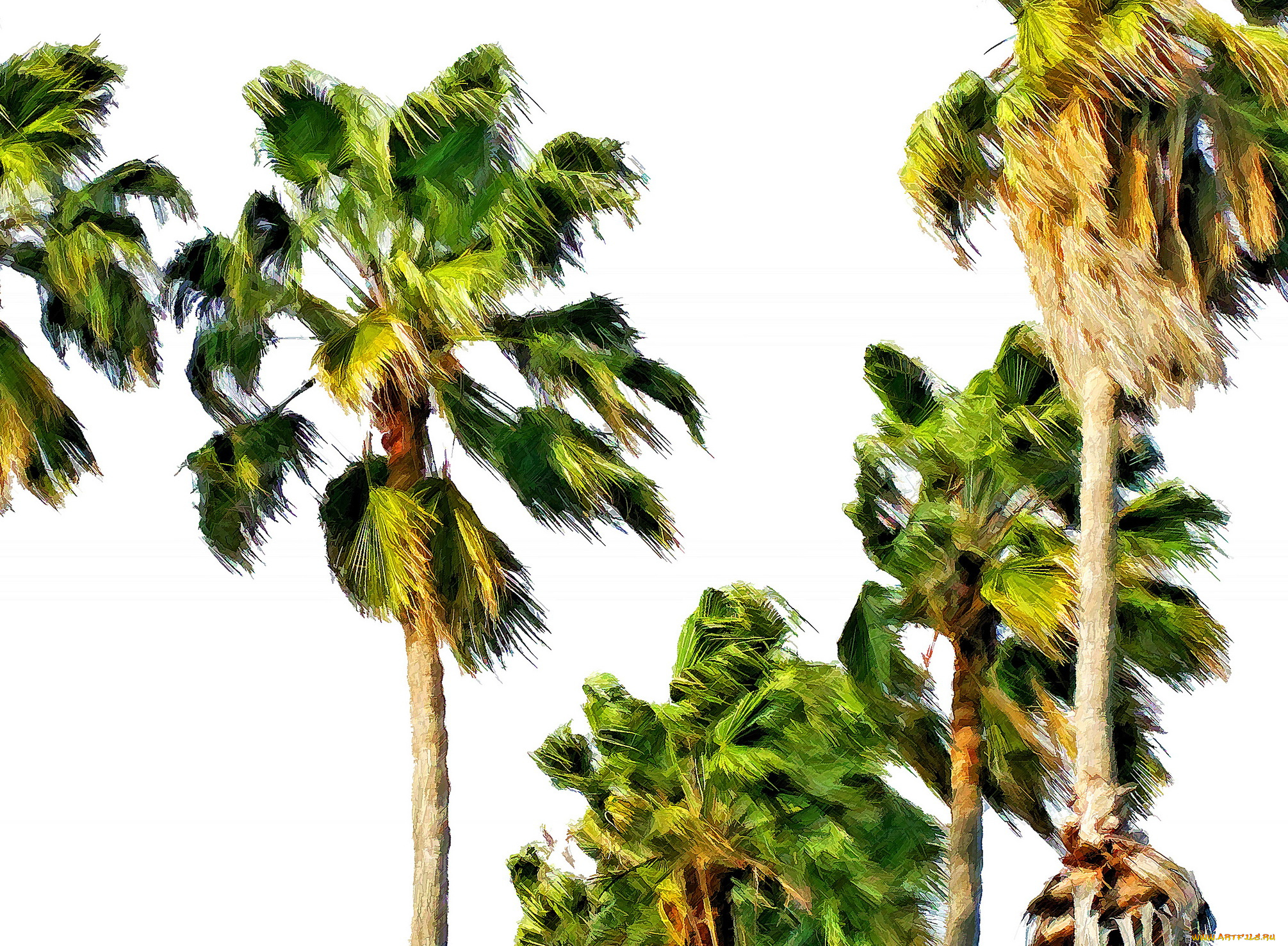 разное, компьютерный, дизайн, пальмы