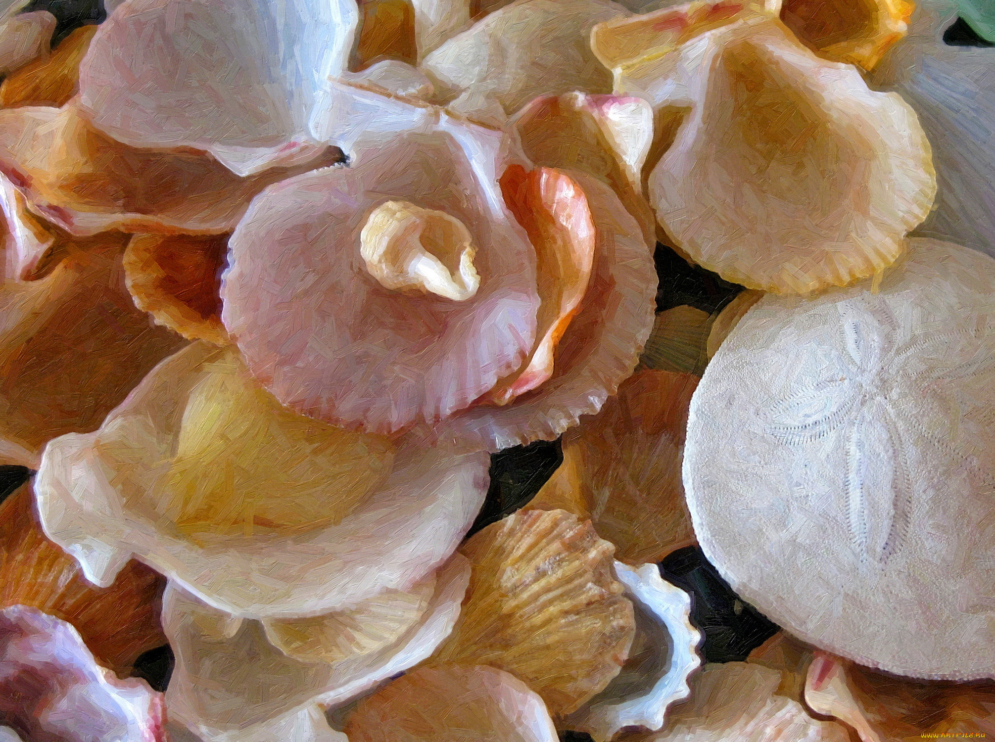 рисованные, -, другое, ракушки, морские