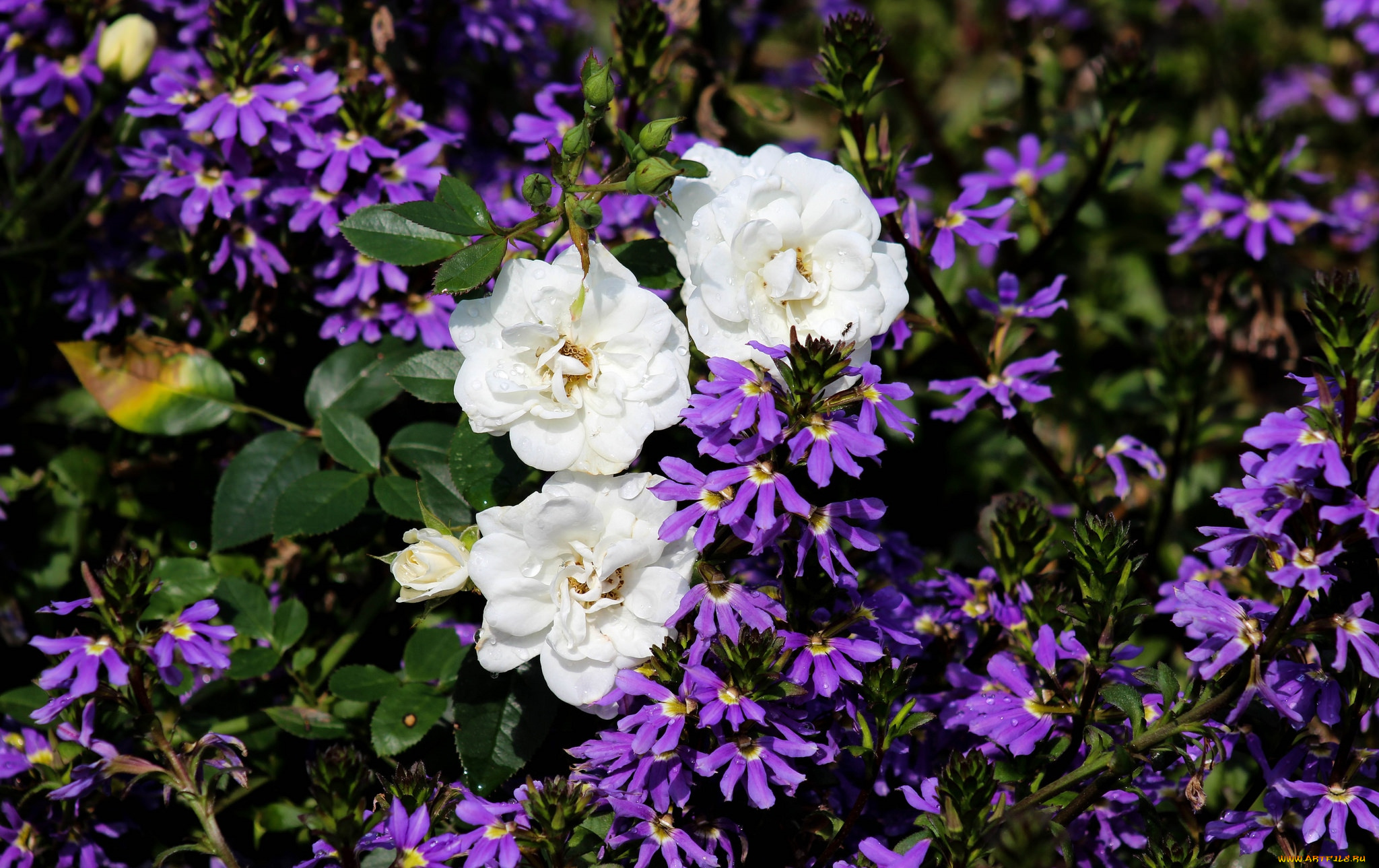 цветы, разные, вместе, розы, лобелии