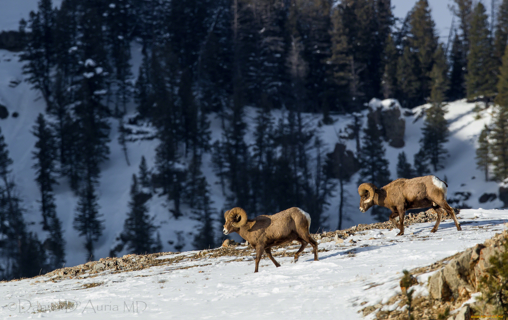 животные, овцы, , бараны, горы, рога