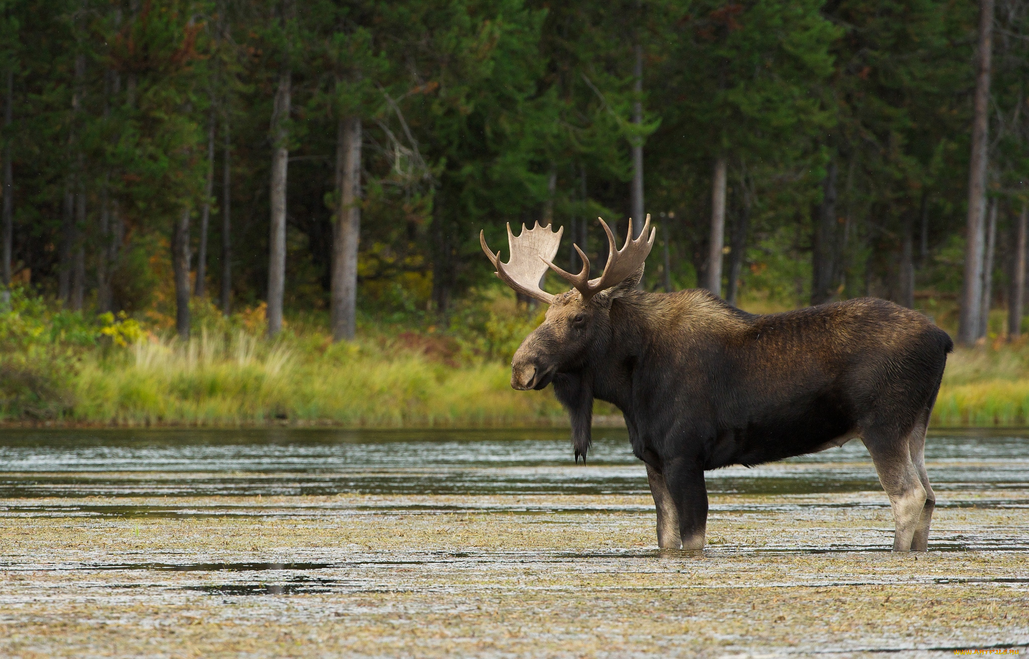 животные, лоси, рога
