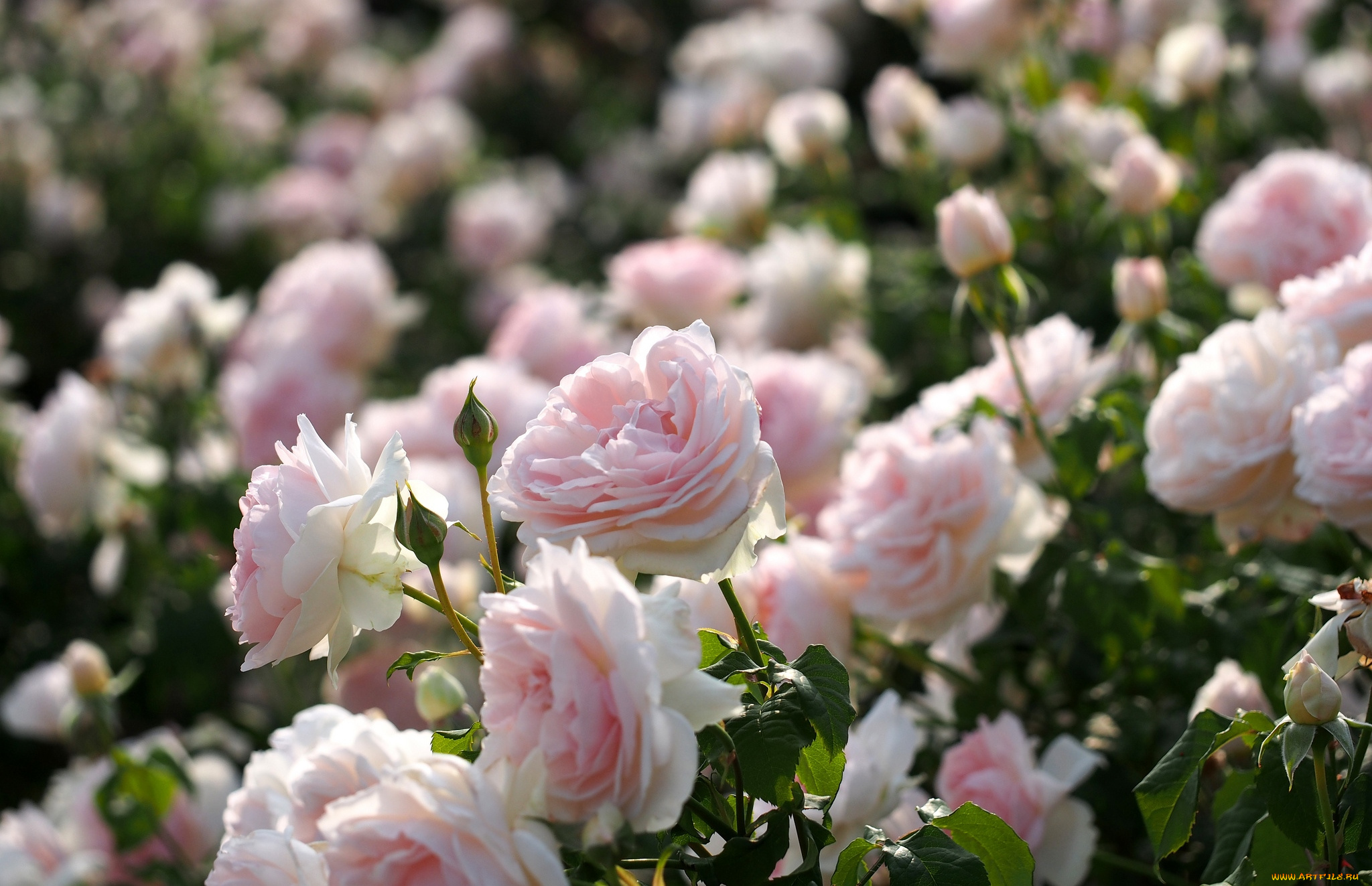 цветы, розы, розарий