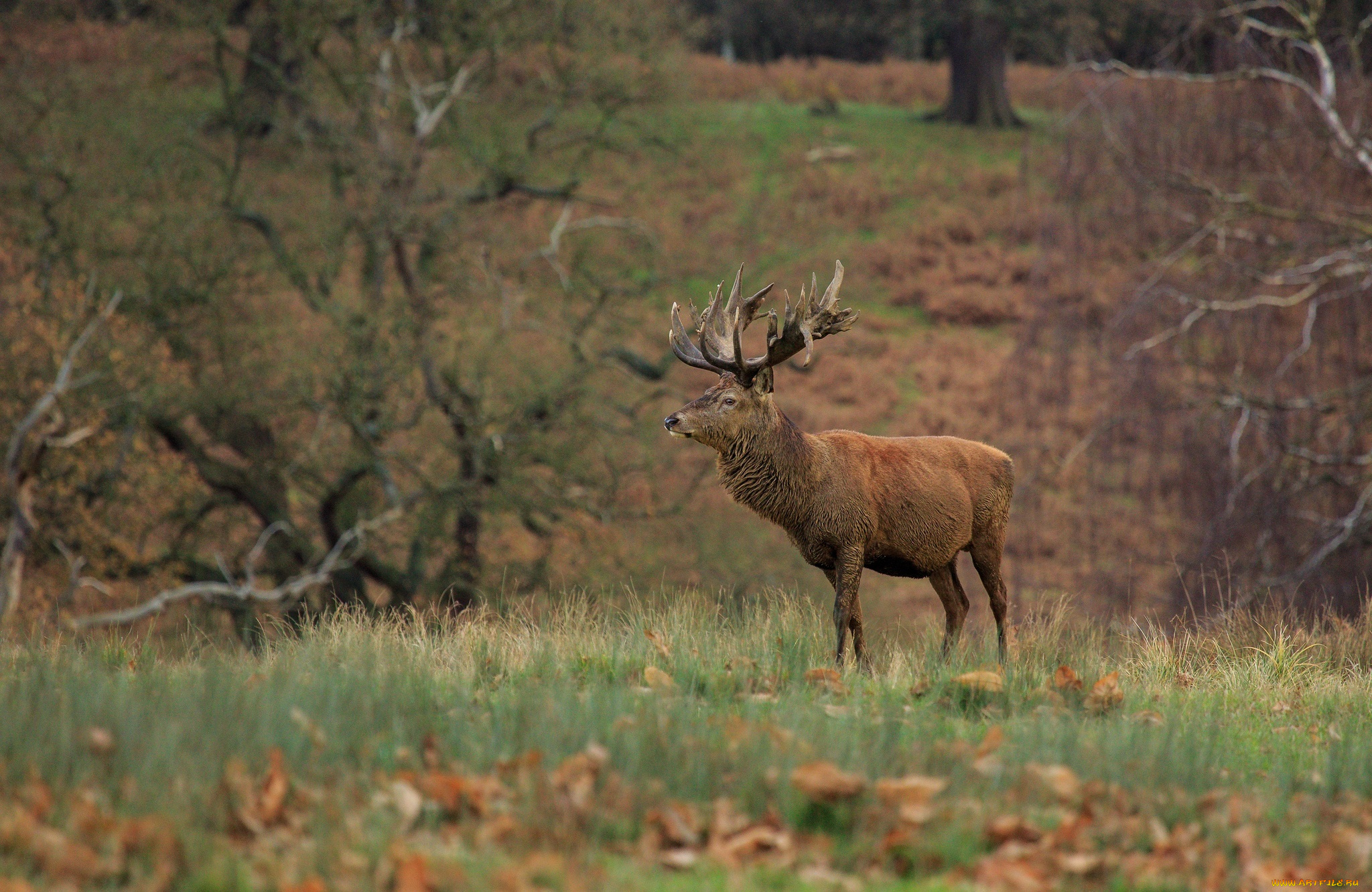 животные, олени, рога, лес, осень, красавец