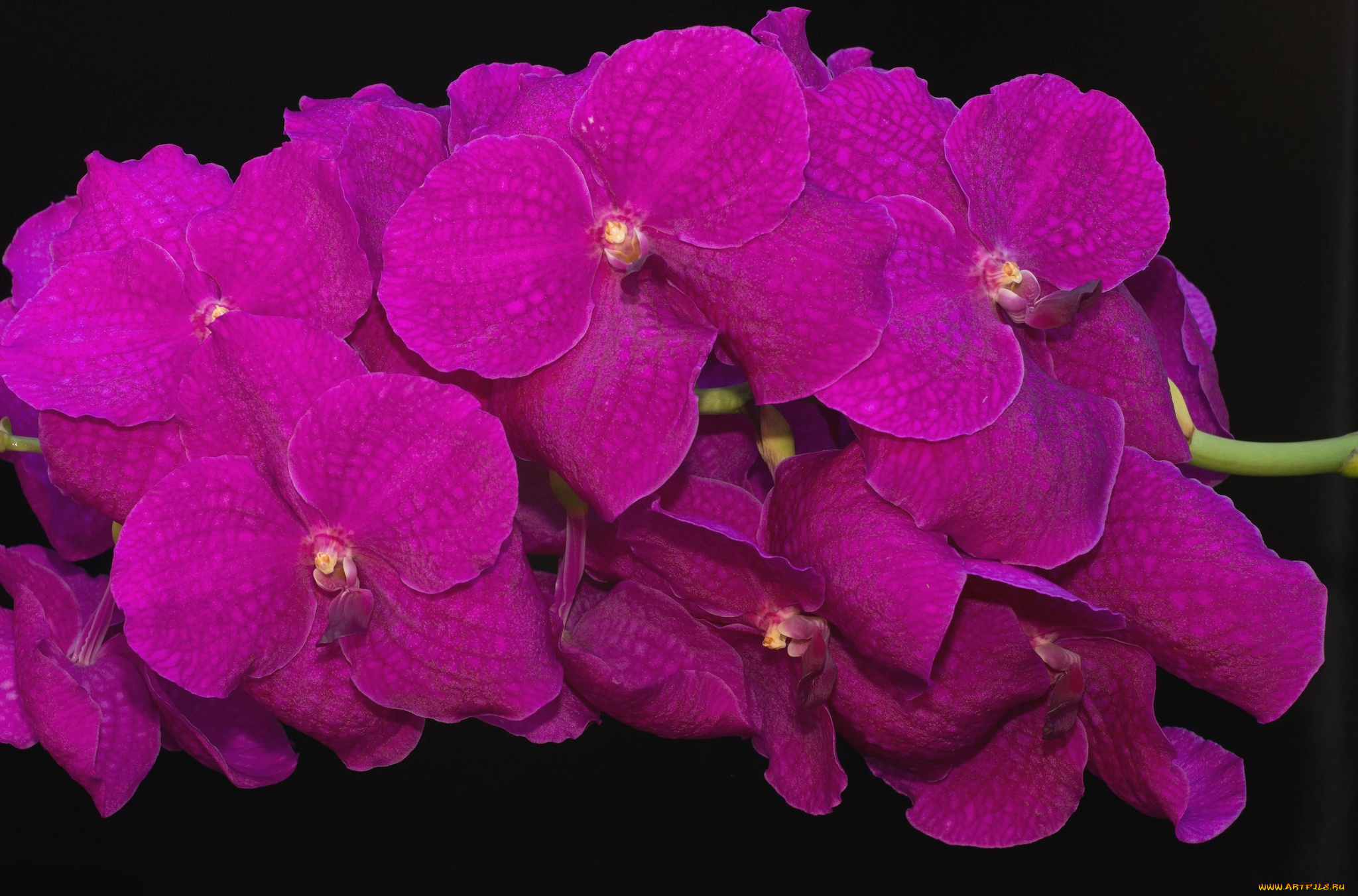 цветы, орхидеи, экзотика