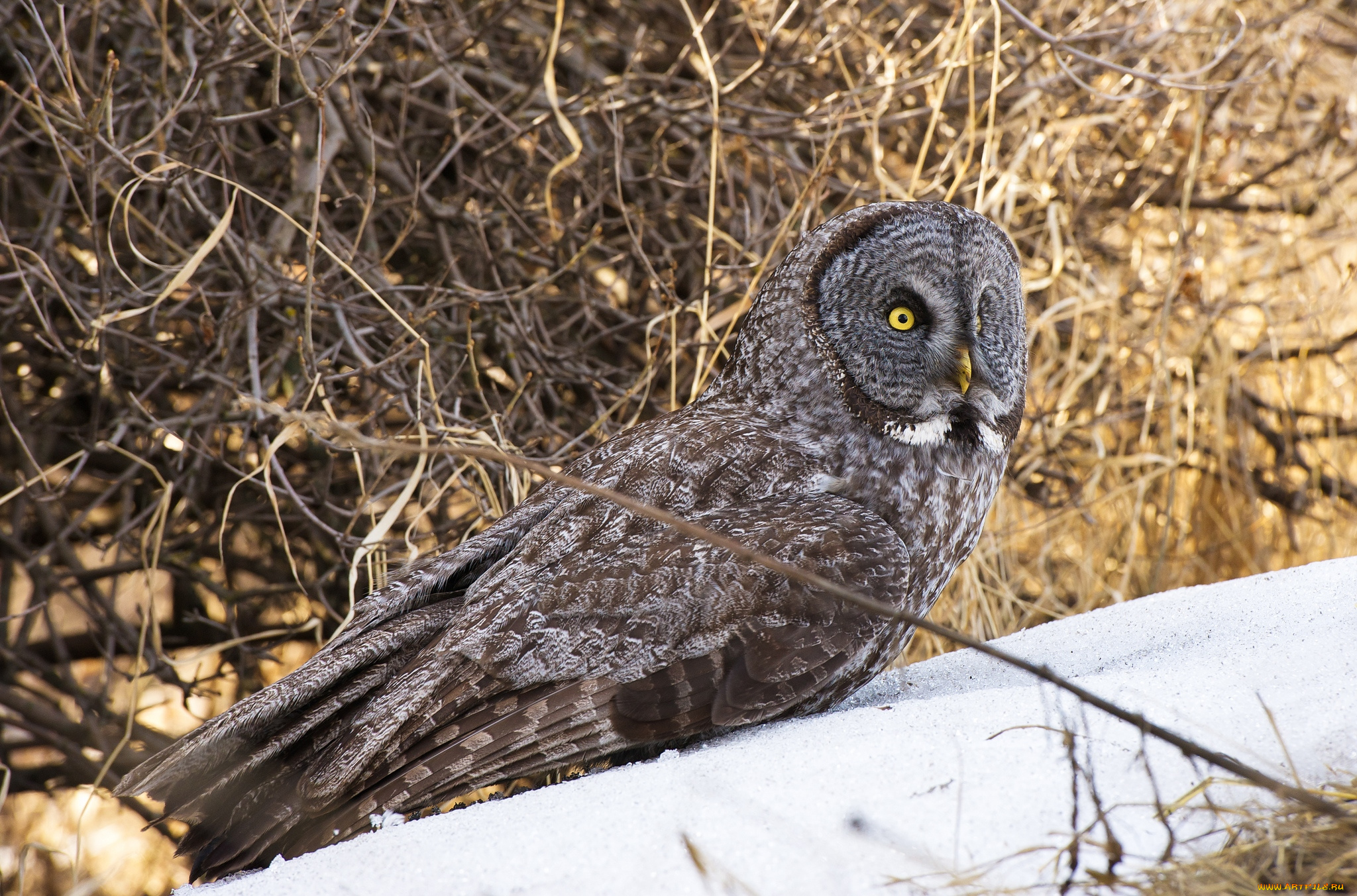 животные, совы, бородатая, неясыть