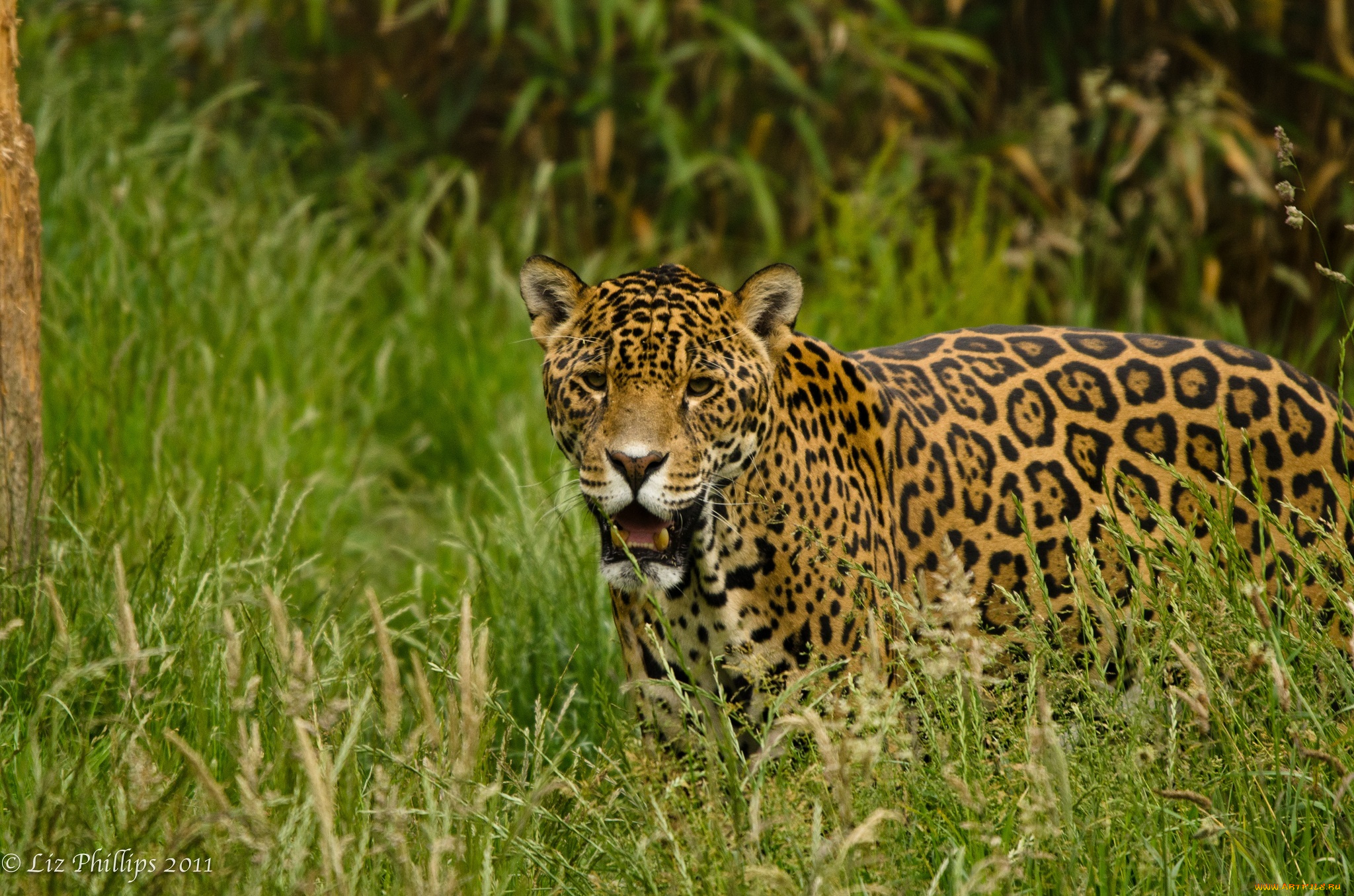 животные, Ягуары, трава, кошка, морда, клыки, пятна