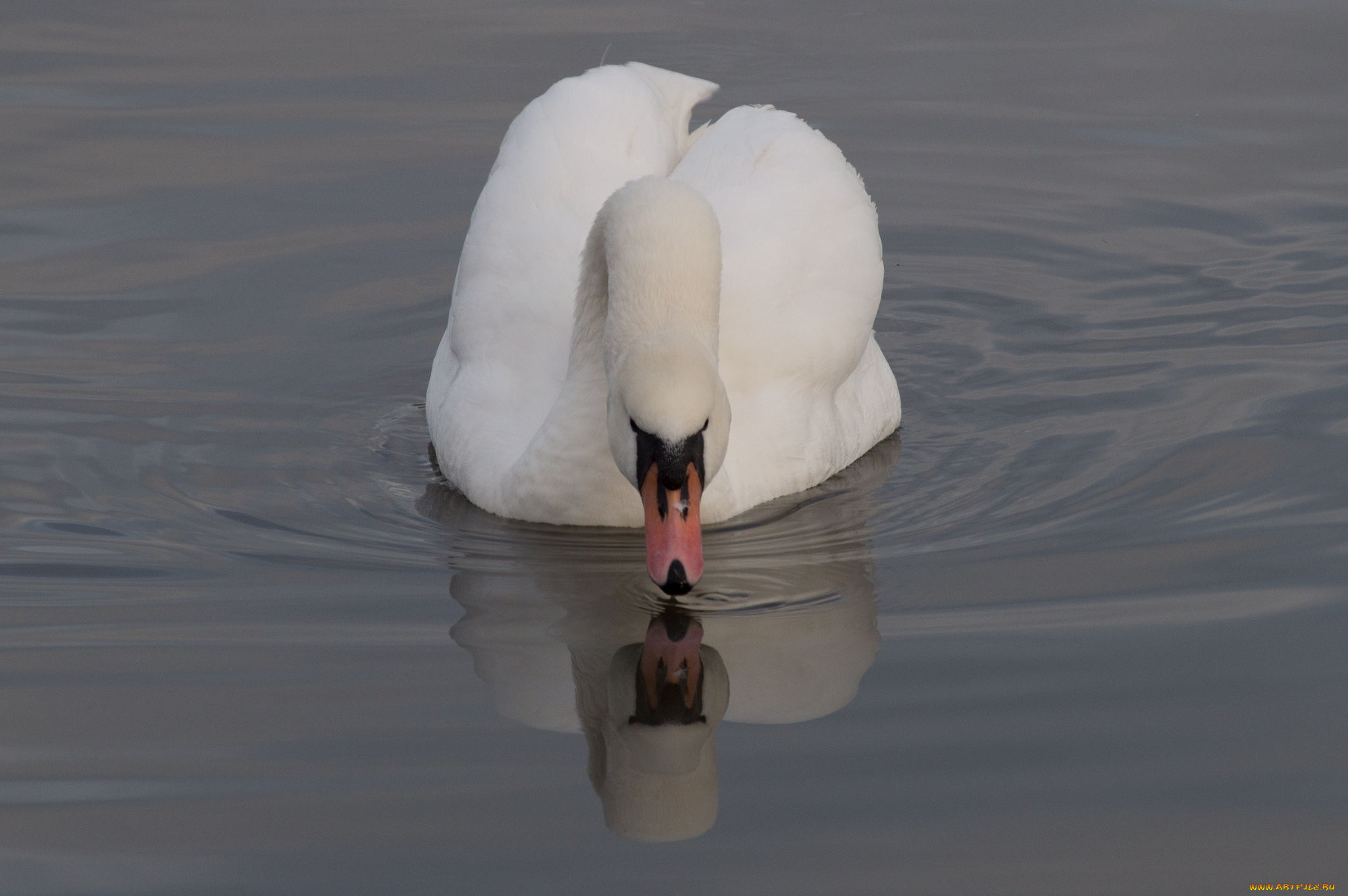 животные, лебеди, лебедь, вода, белый, грация