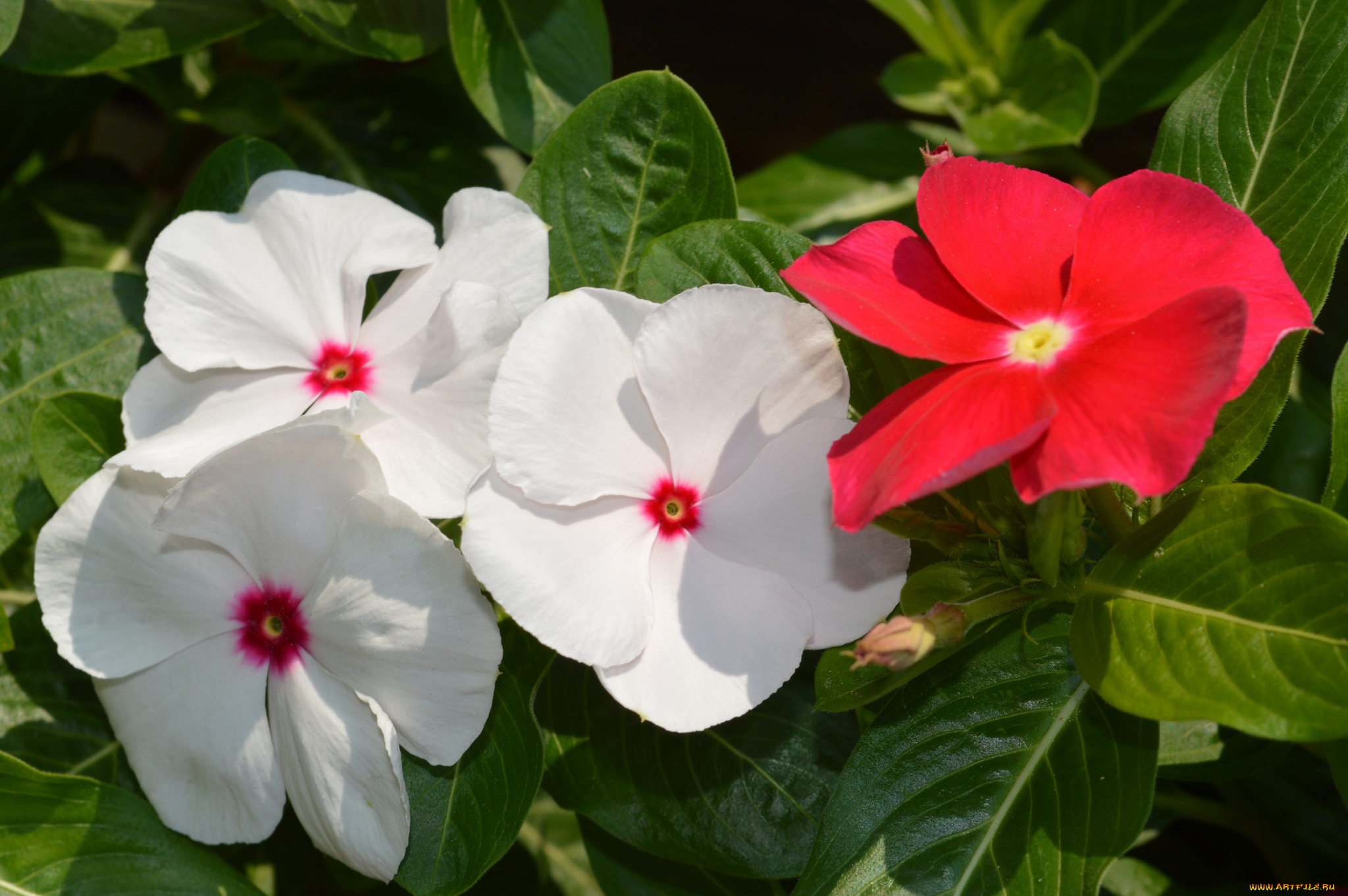 цветы, катарантусы, макро