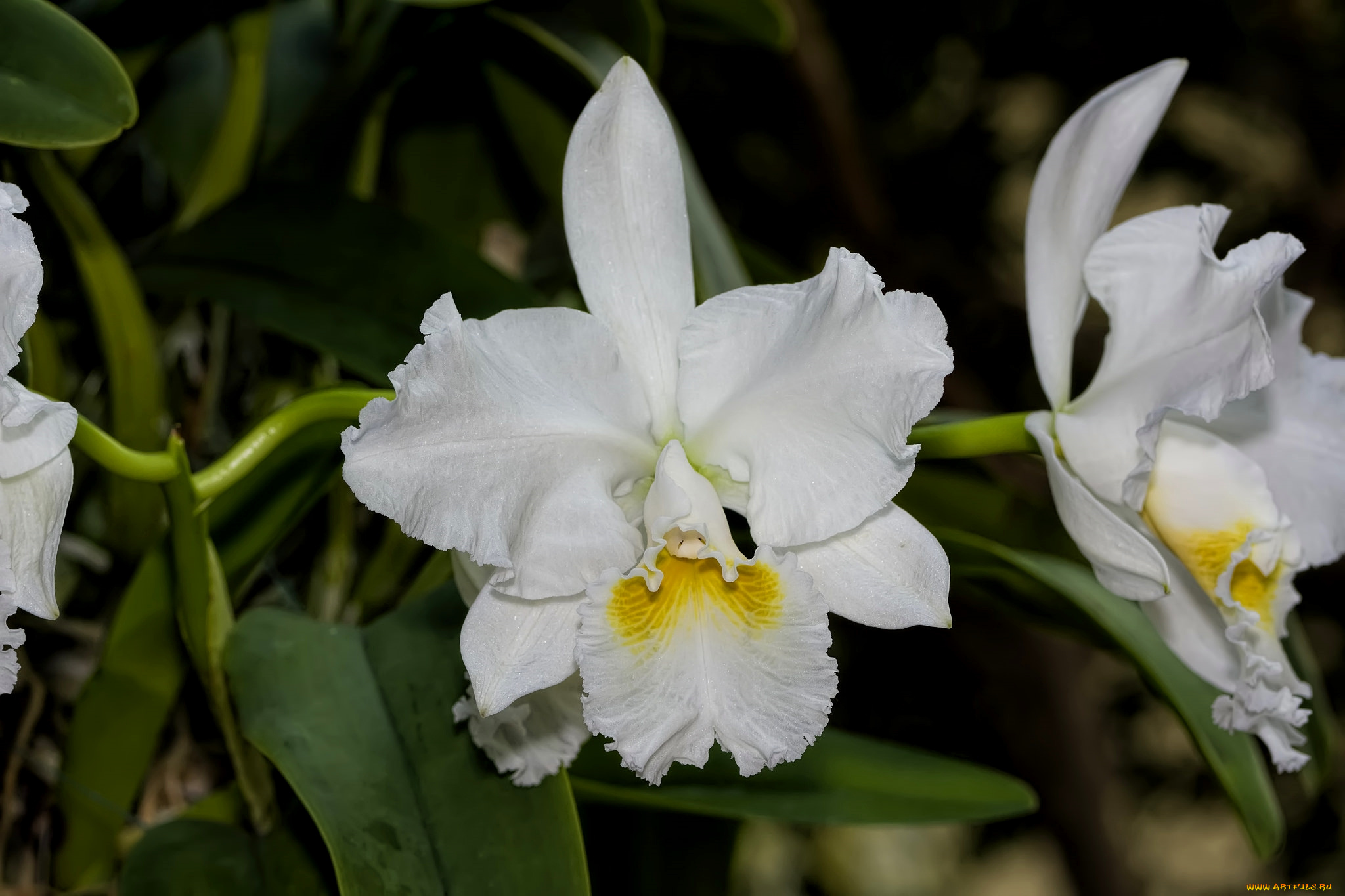 цветы, орхидеи, экзотика