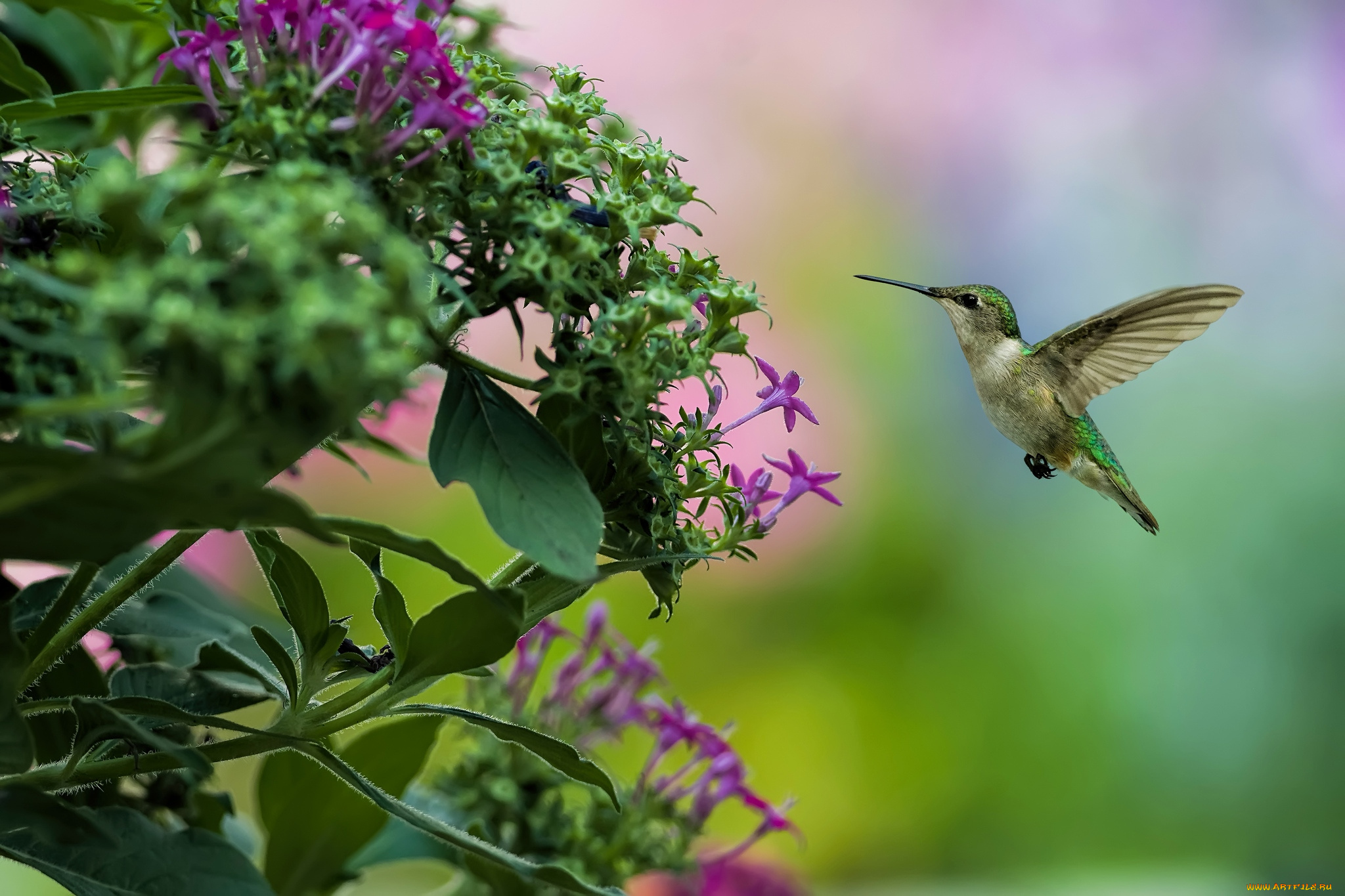 животные, колибри, кроха, полет