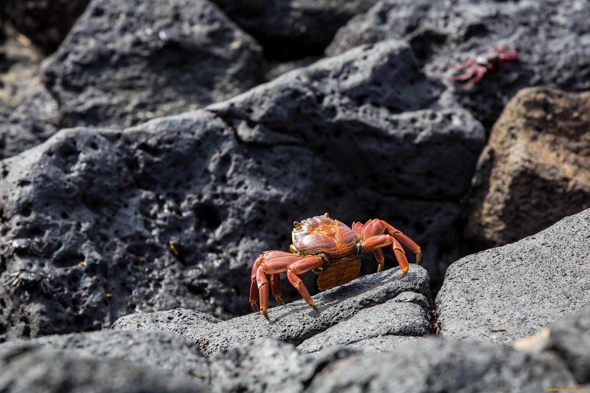 животные, крабы, , раки, камень, панцирь, клешни, краб