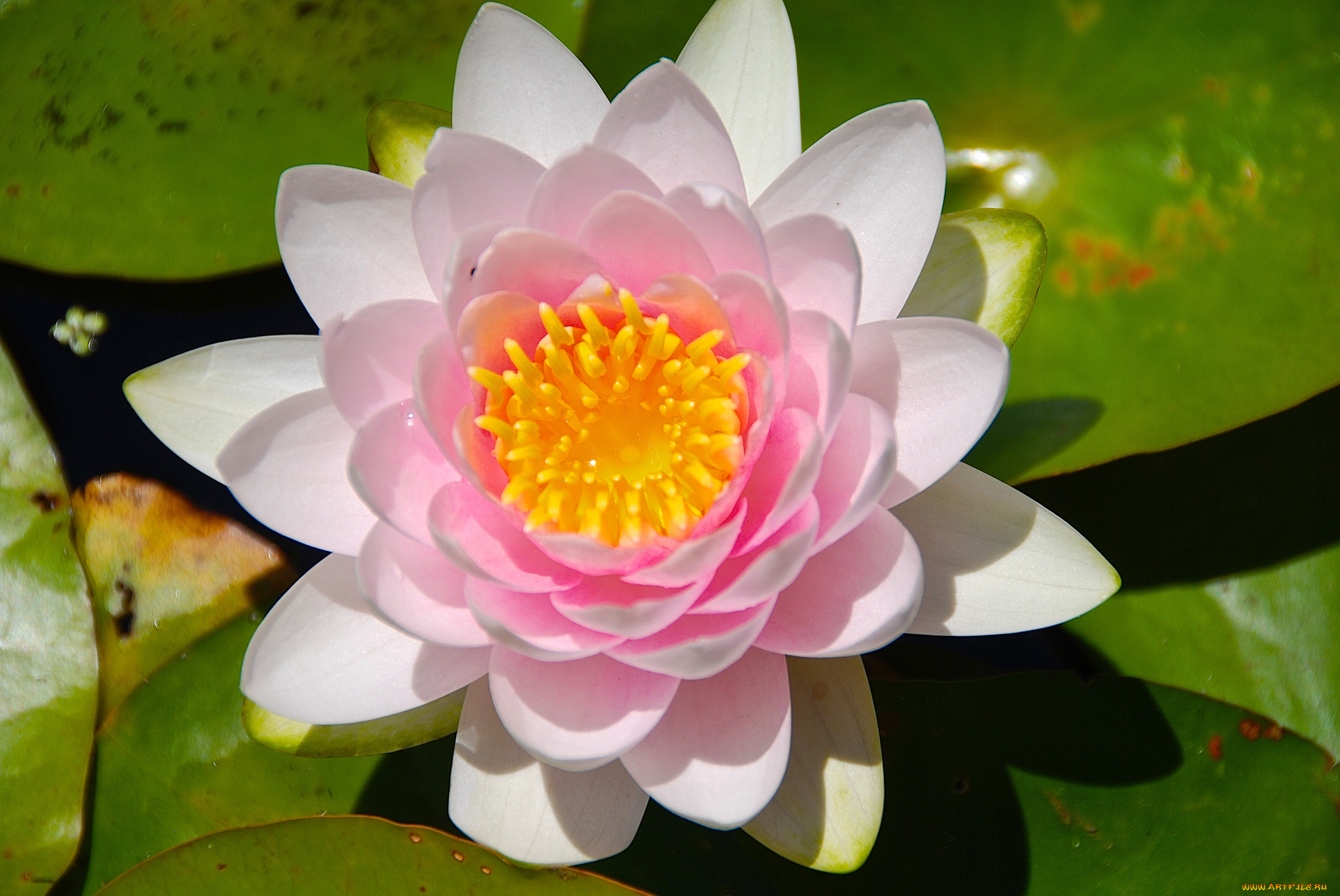 цветы, лилии, водяные, , нимфеи, , кувшинки, макро, нимфея, кувшинка, водяная, лилия