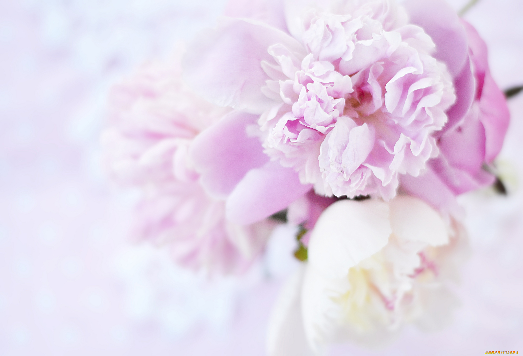 цветы, пионы, розовые