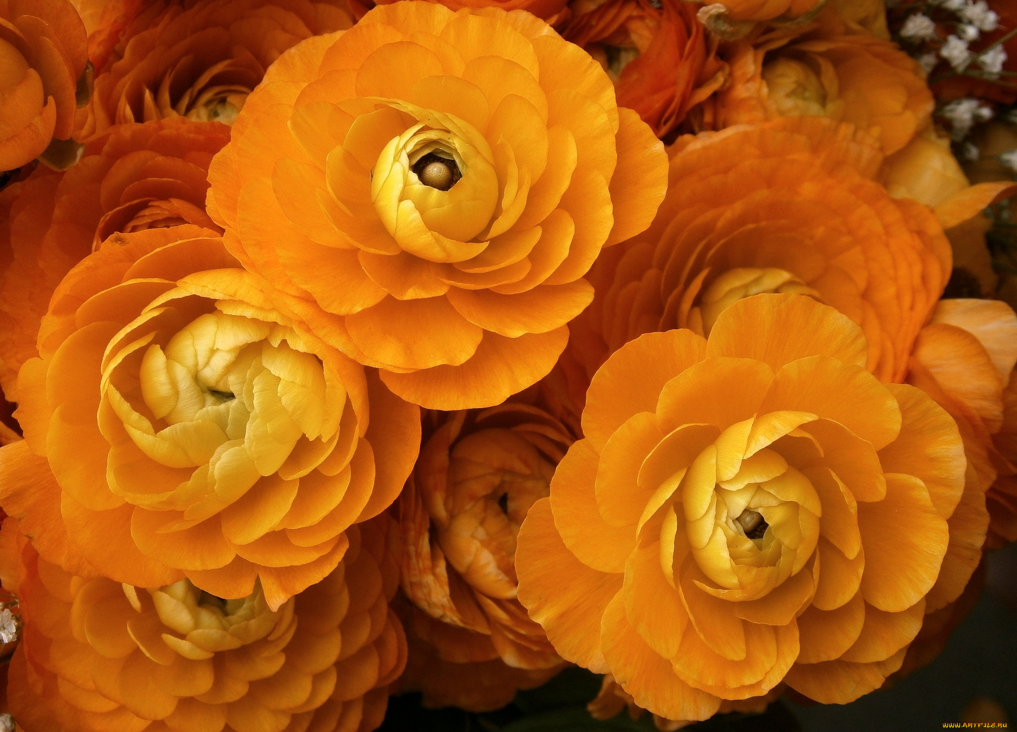 цветы, ранункулюс, , азиатский, лютик, оранжевый