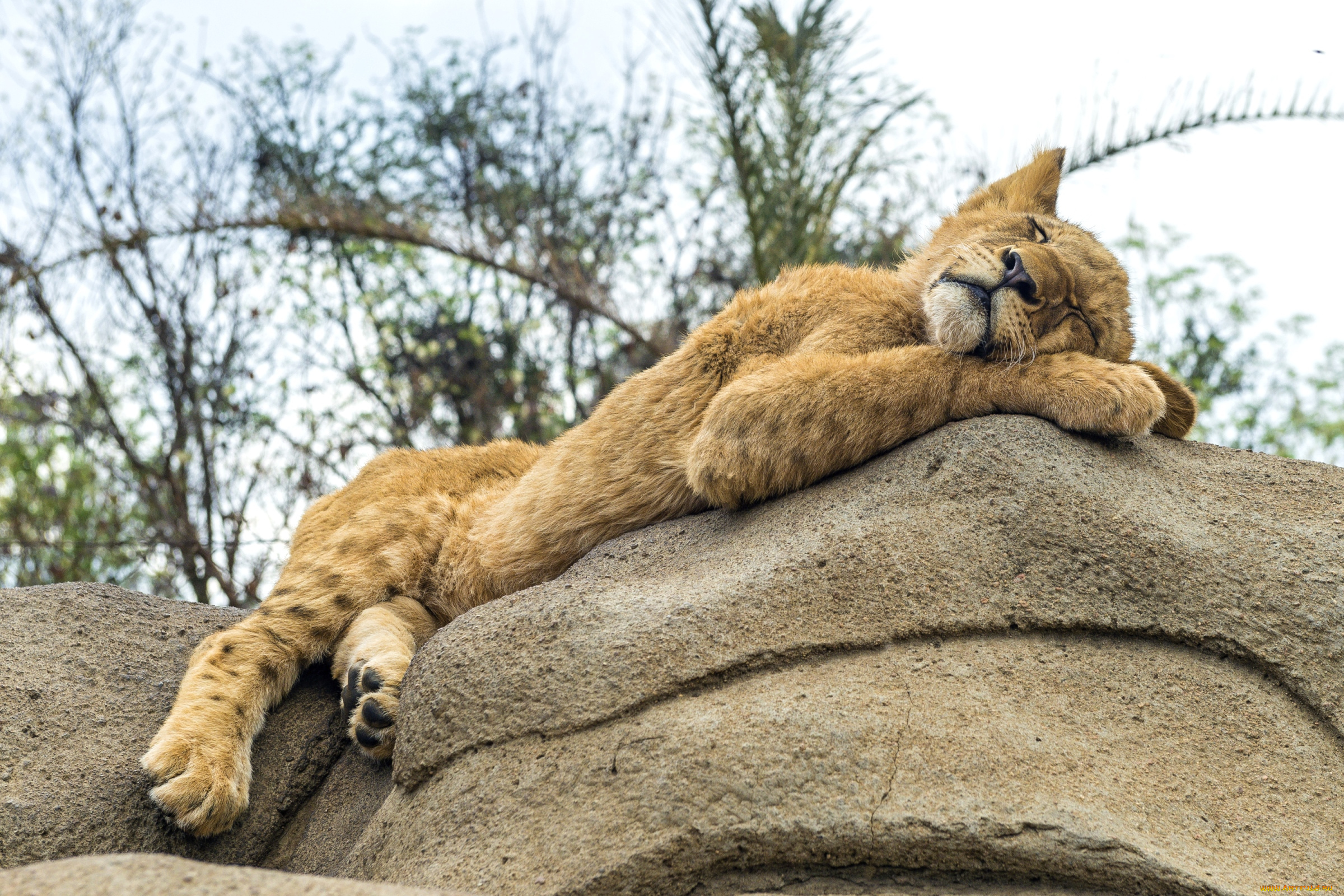 животные, львы, малыш, сон