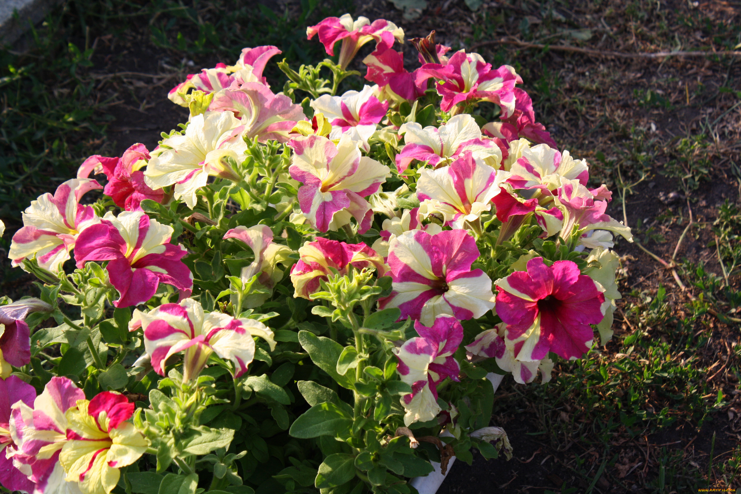 цветы, петунии, , калибрахоа, сад, петунья