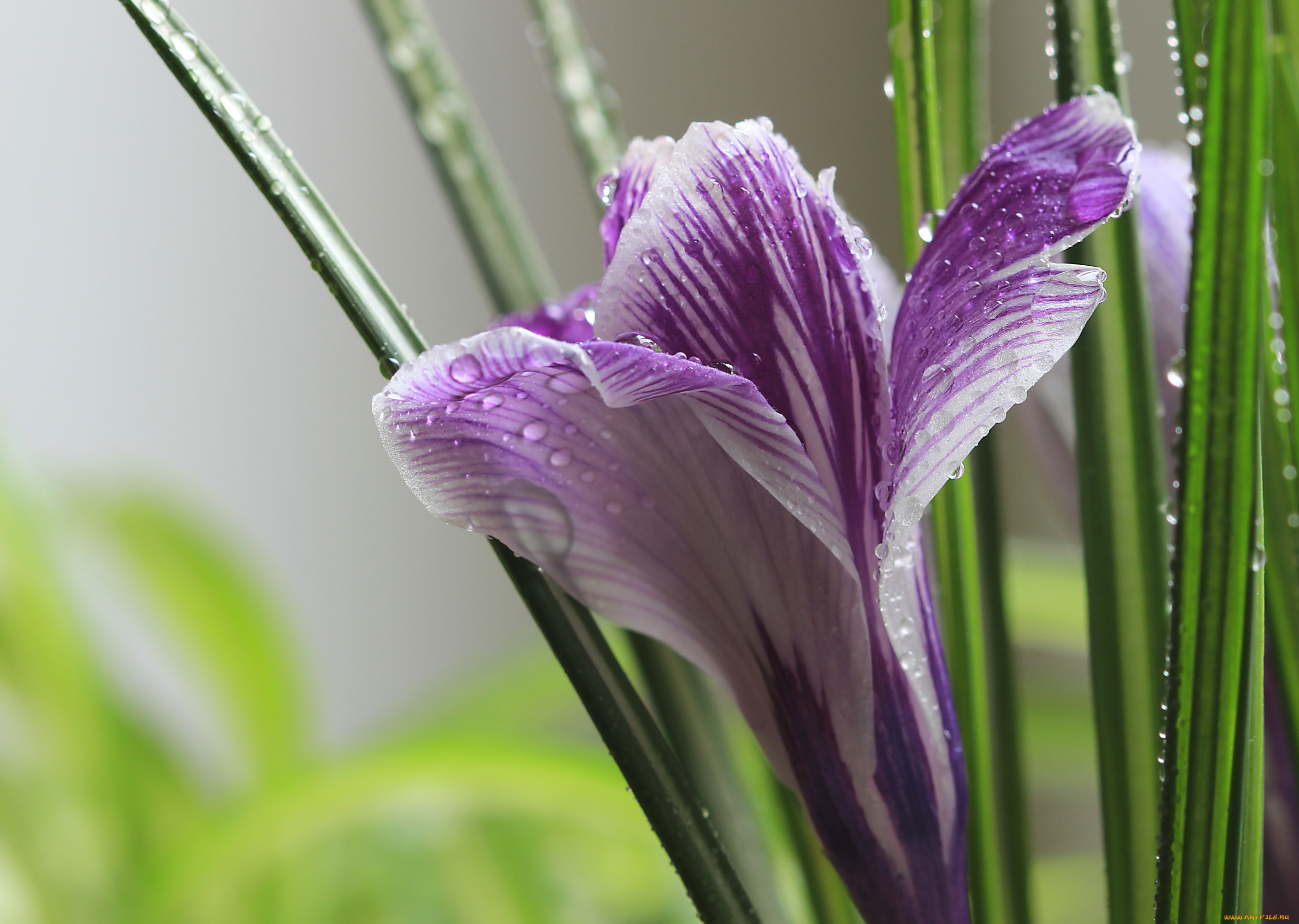 цветы, крокусы, макро