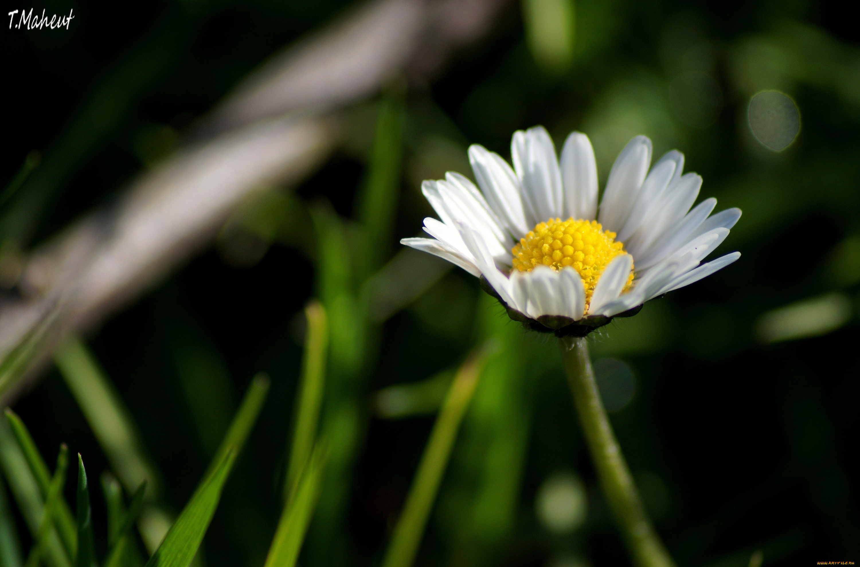 цветы, ромашки, цветок, макро, трава, лепестки