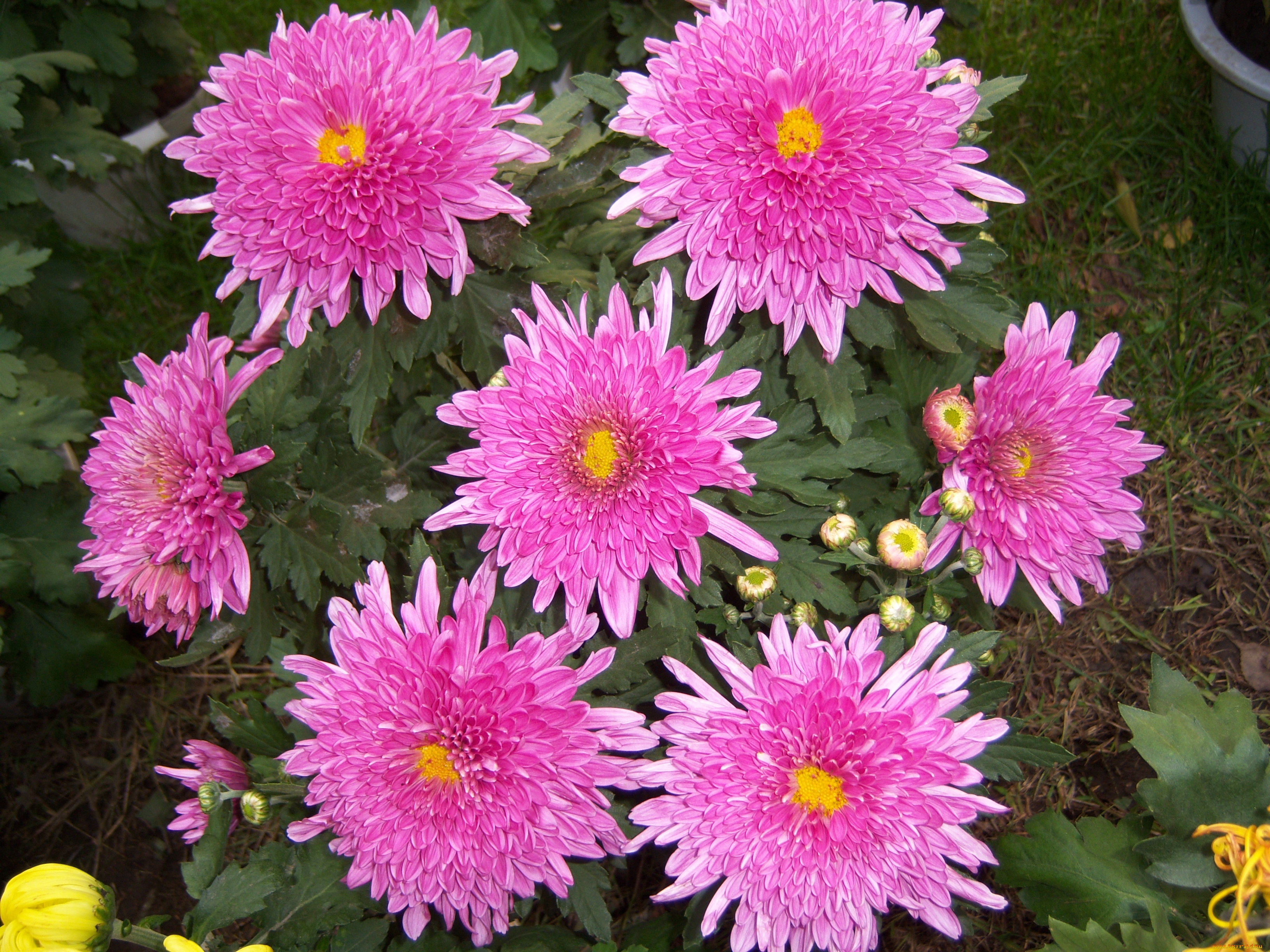 цветы, хризантемы, ббутоны