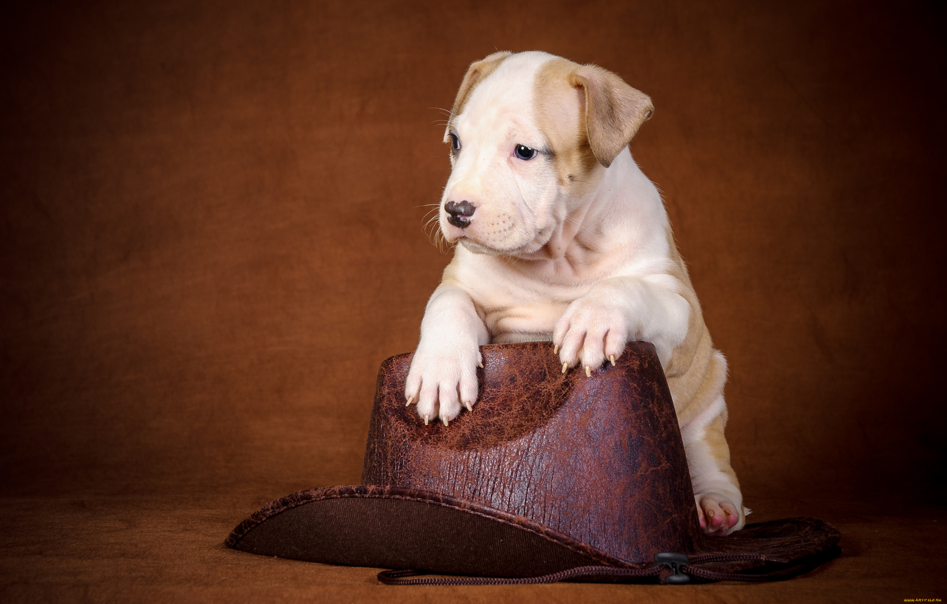 животные, собаки, шляпа, щенок